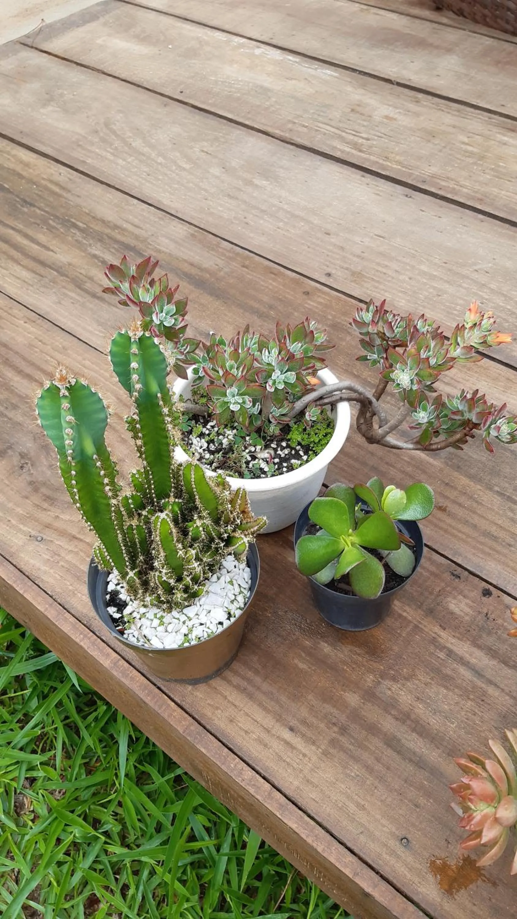 Garden in B&B Sol Poente