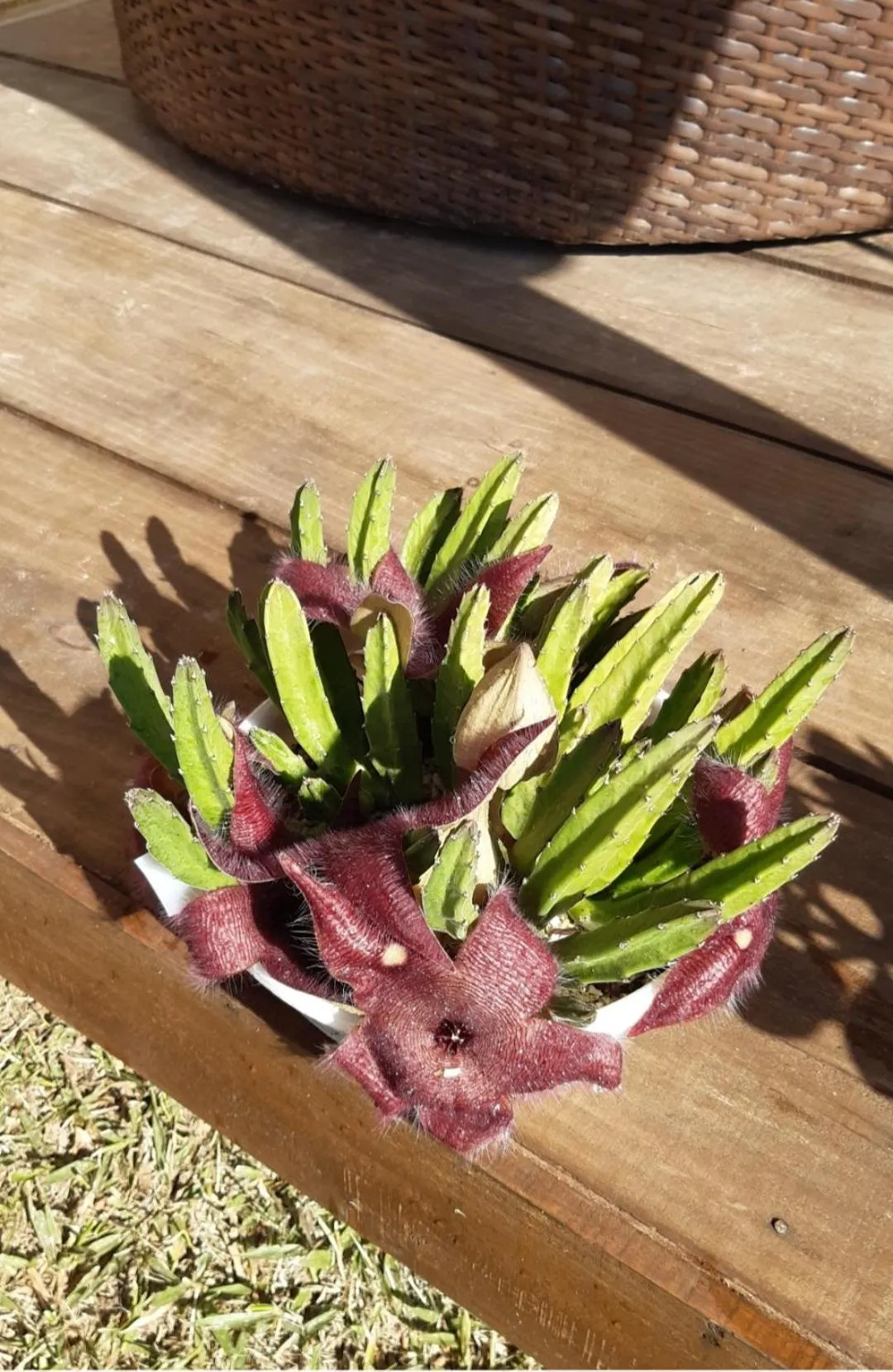 Garden in B&B Sol Poente