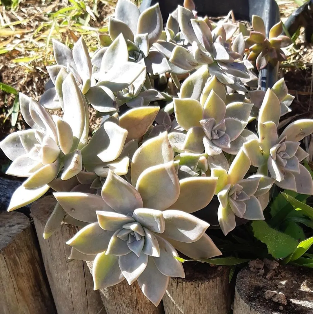 Garden in B&B Sol Poente