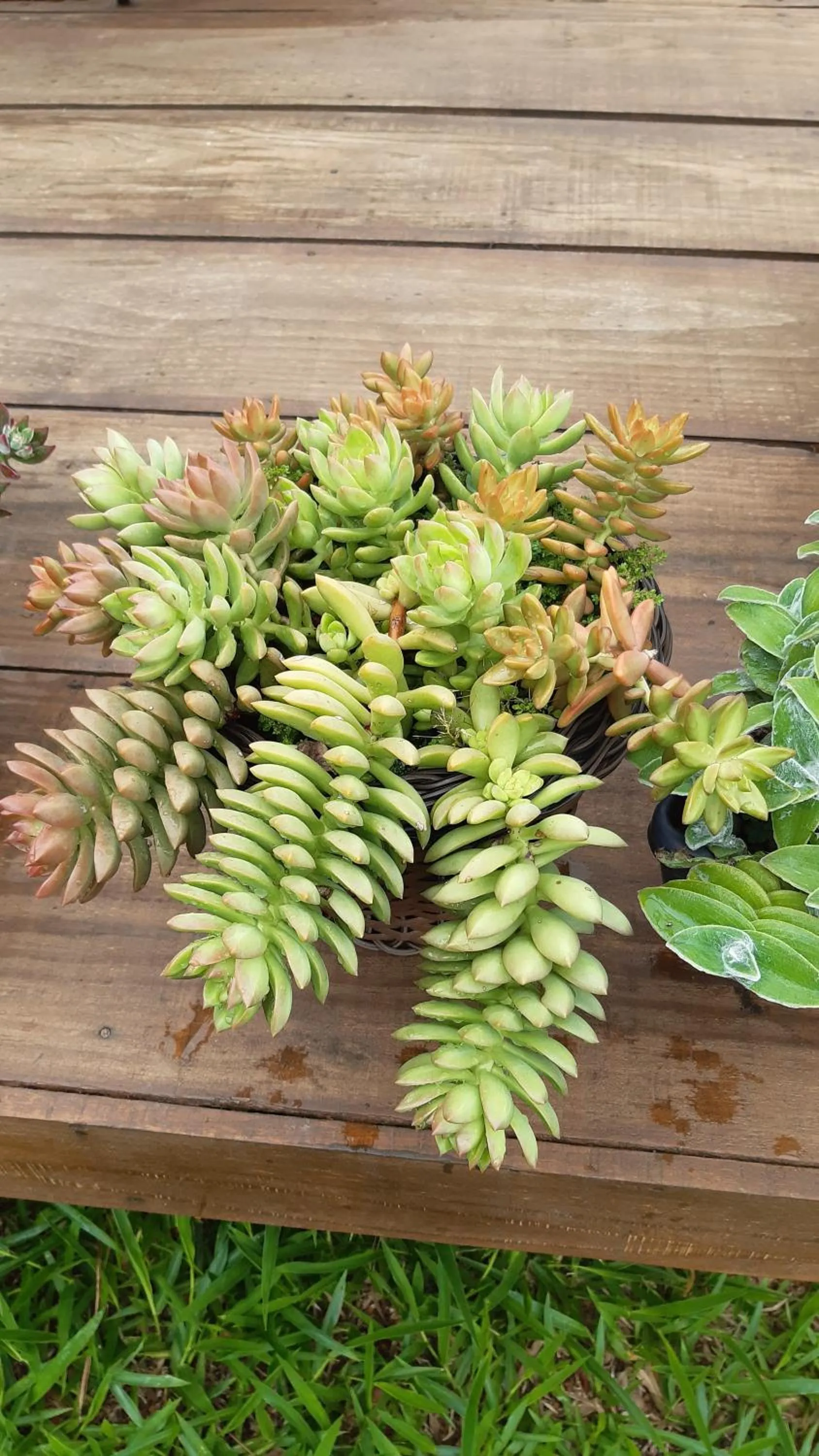 Garden in B&B Sol Poente