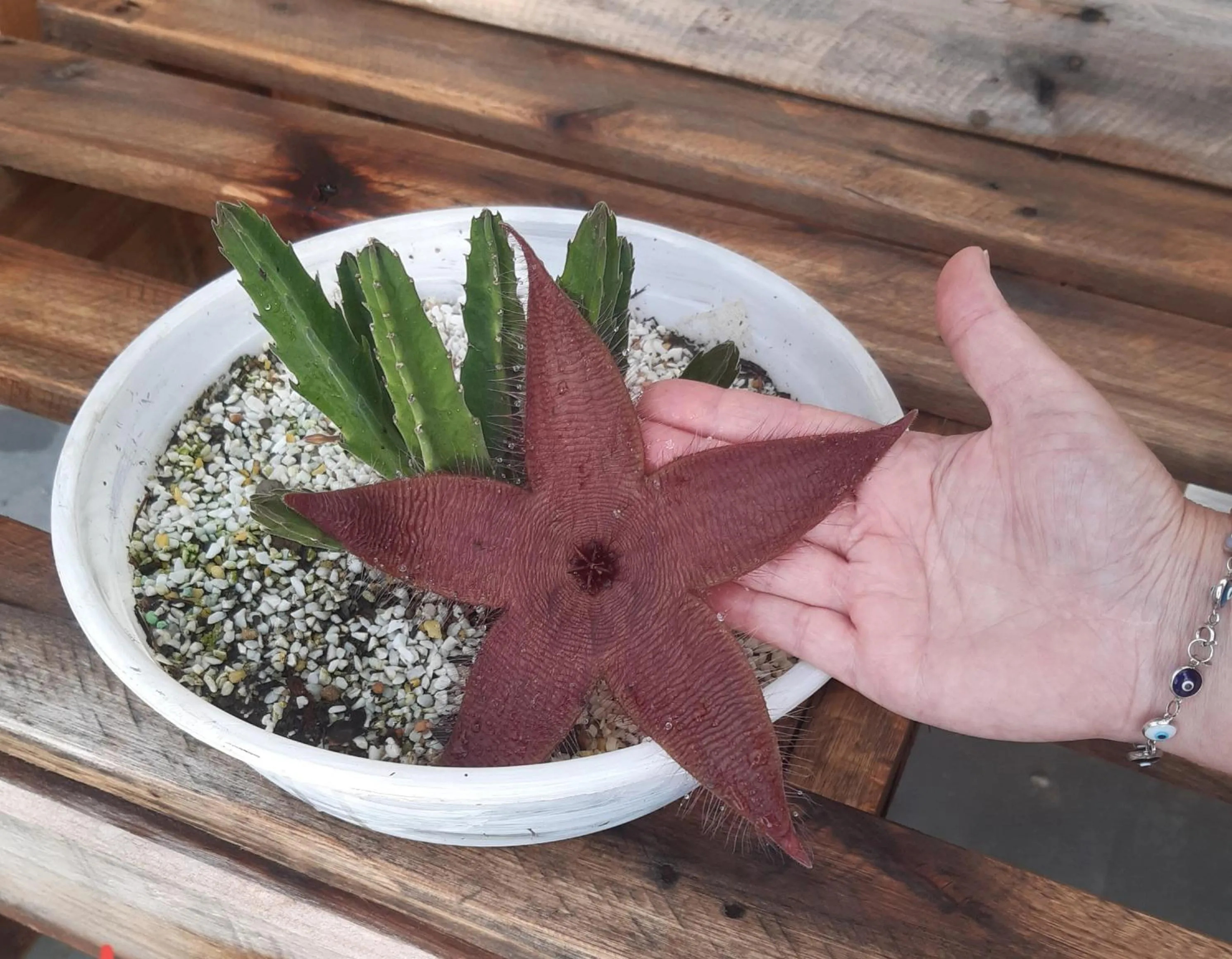 Garden in B&B Sol Poente