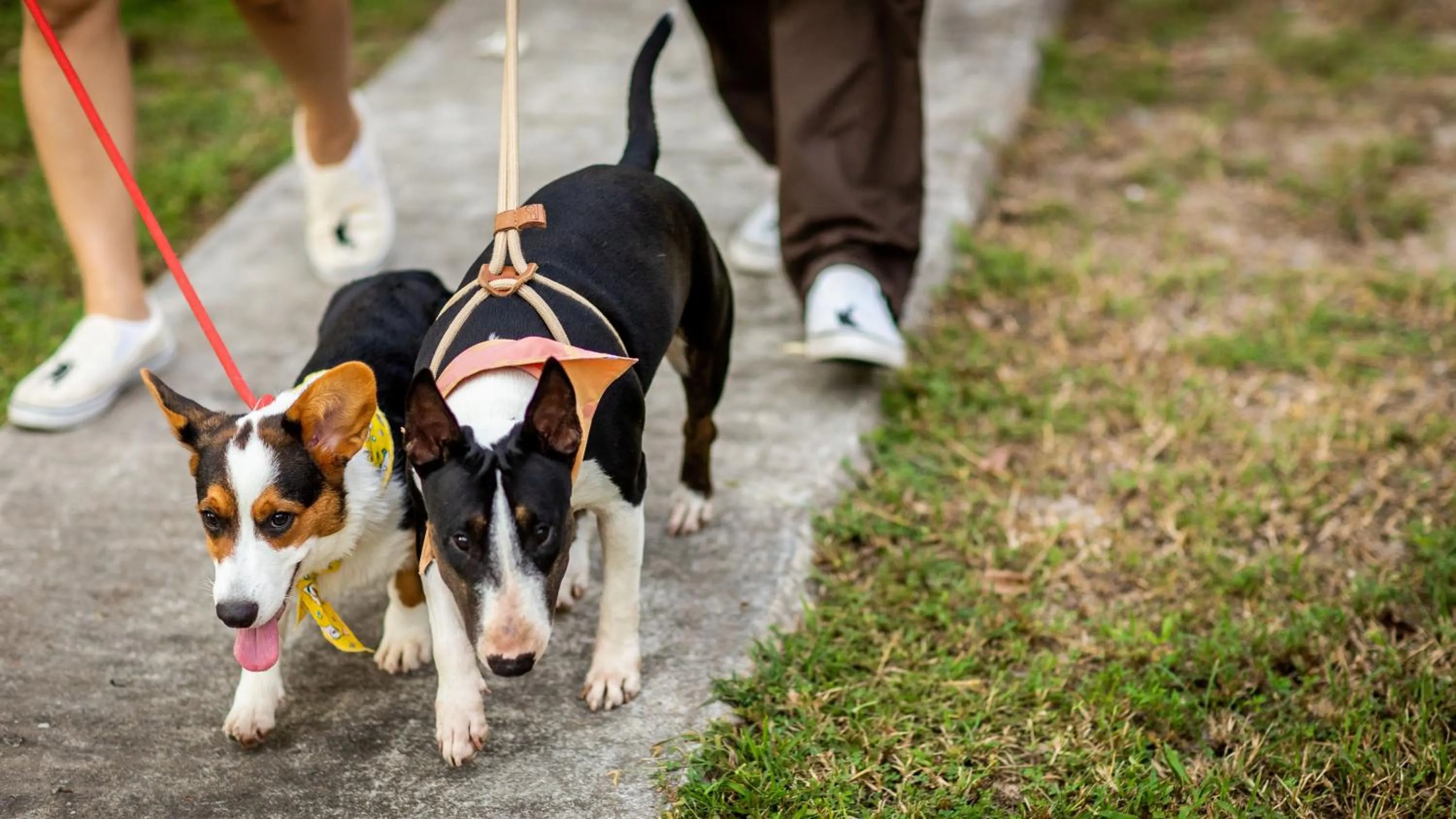 pet friendly in Bangsaen Heritage Hotel