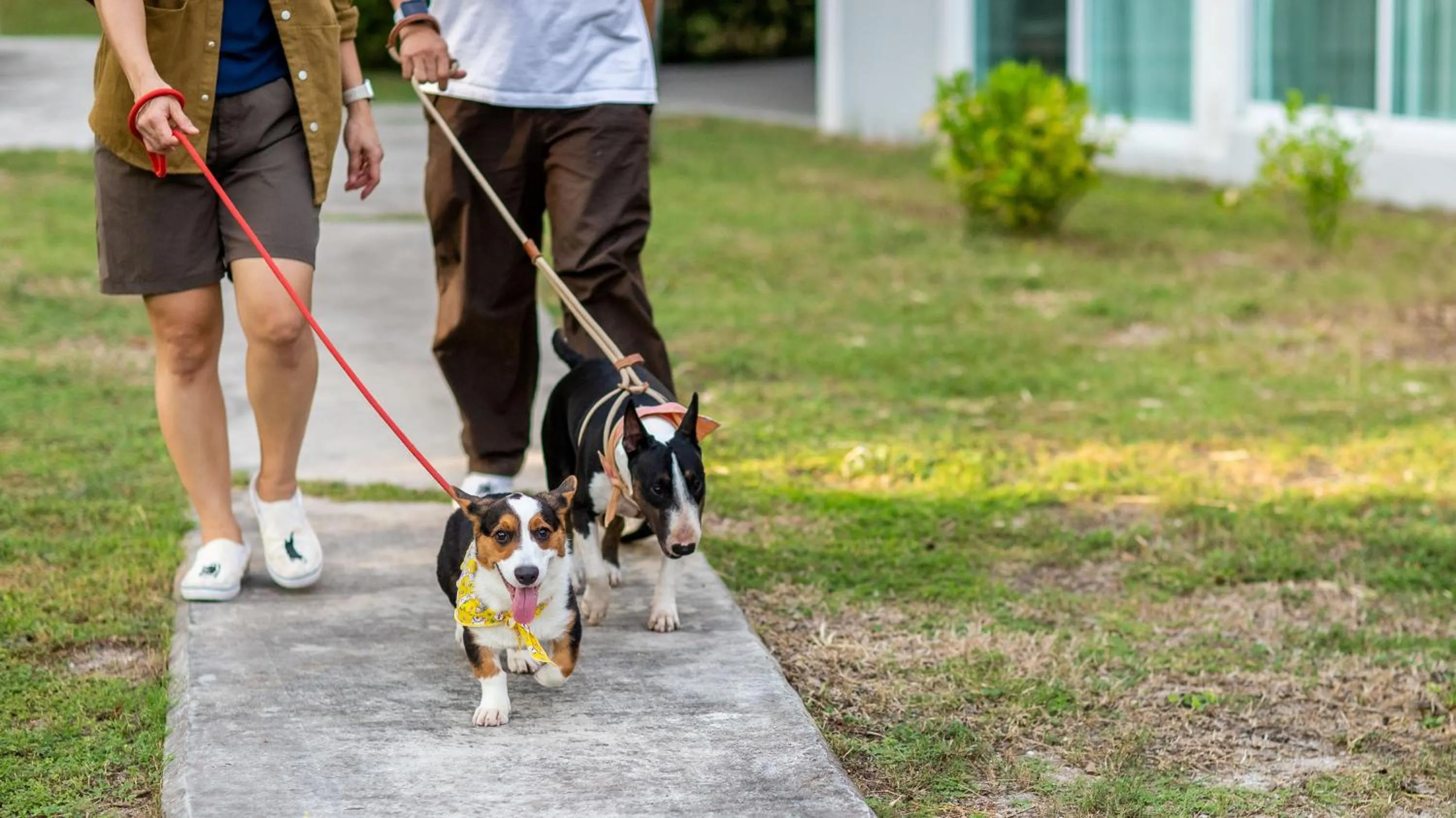 pet friendly in Bangsaen Heritage Hotel