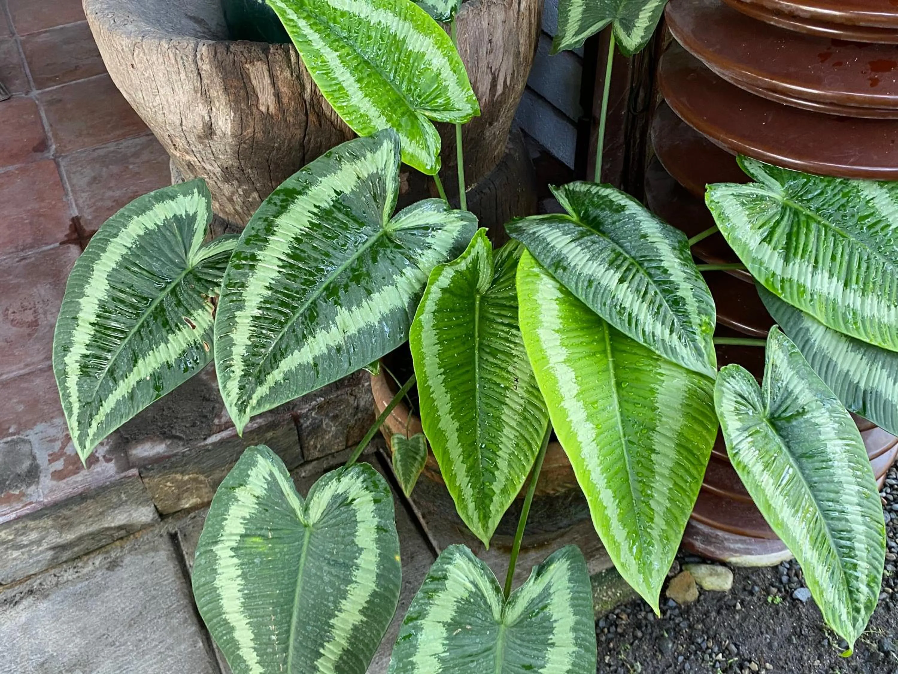 Mount Pinatubo Base Camp at CASA HERMOGINA