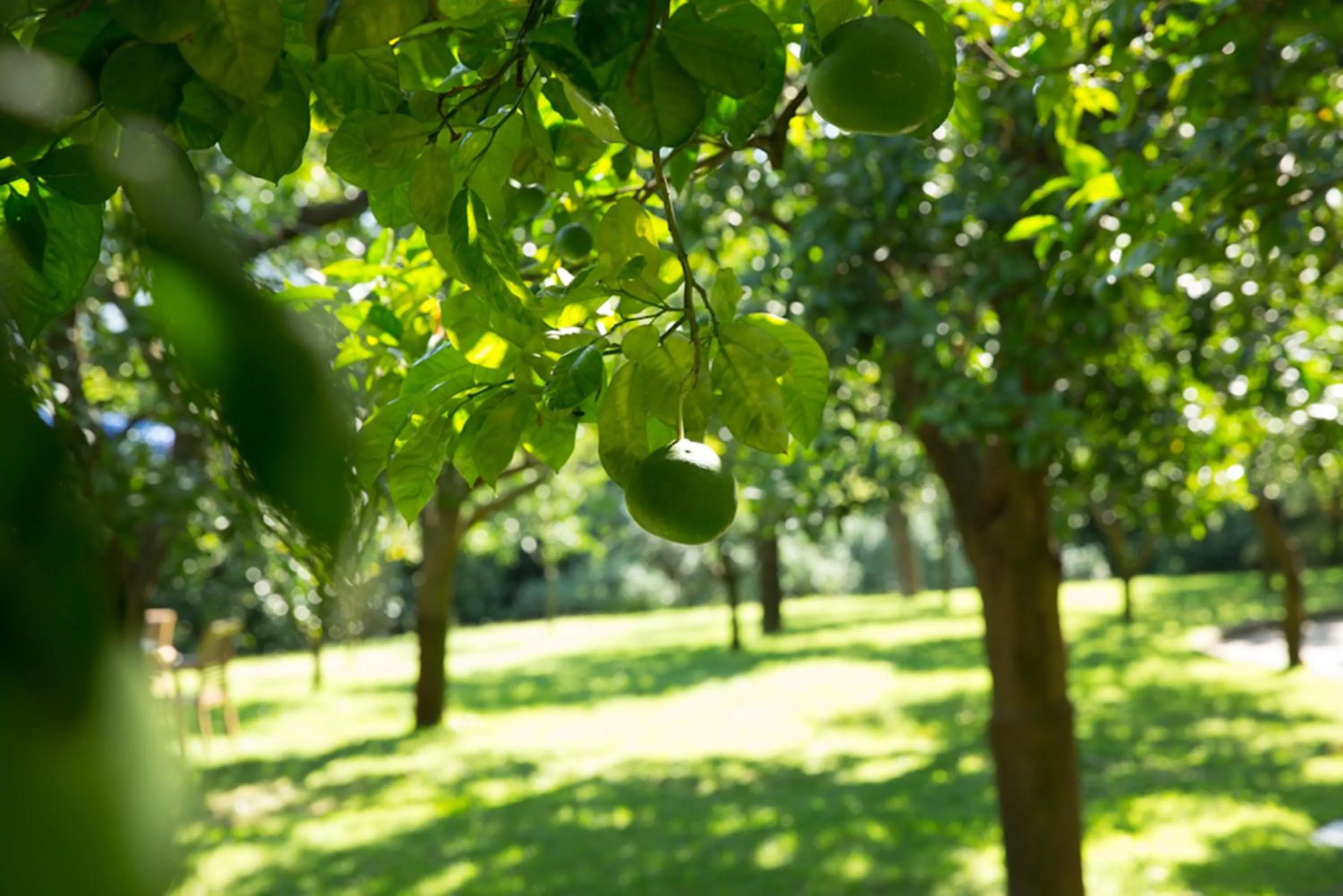 Natural landscape in Hilton Sorrento Palace