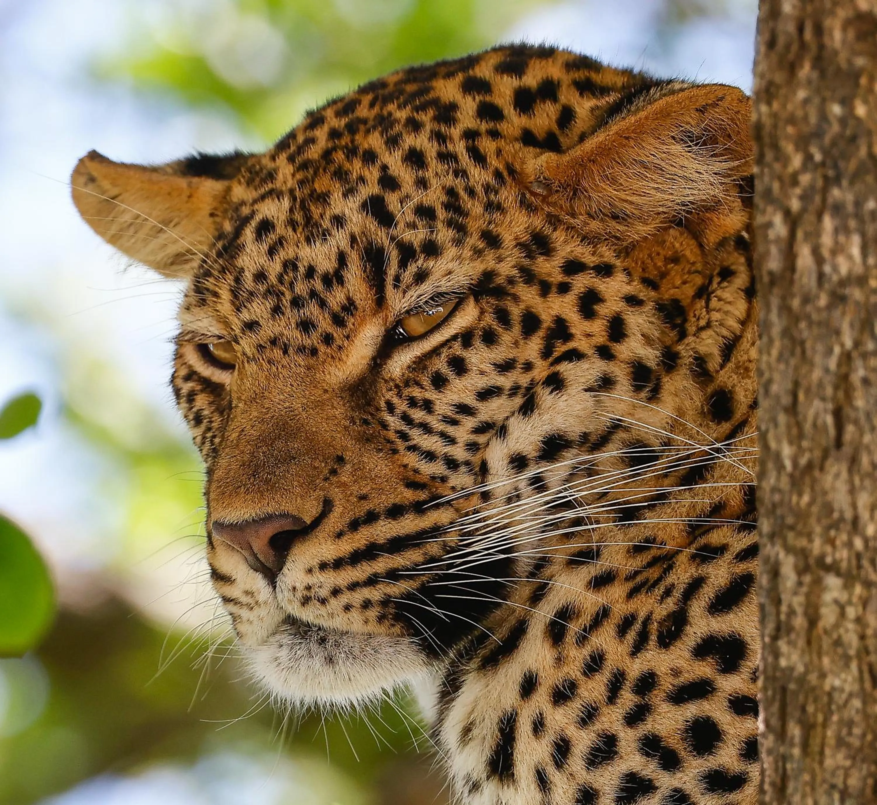 Animals in Kambaku River Lodge