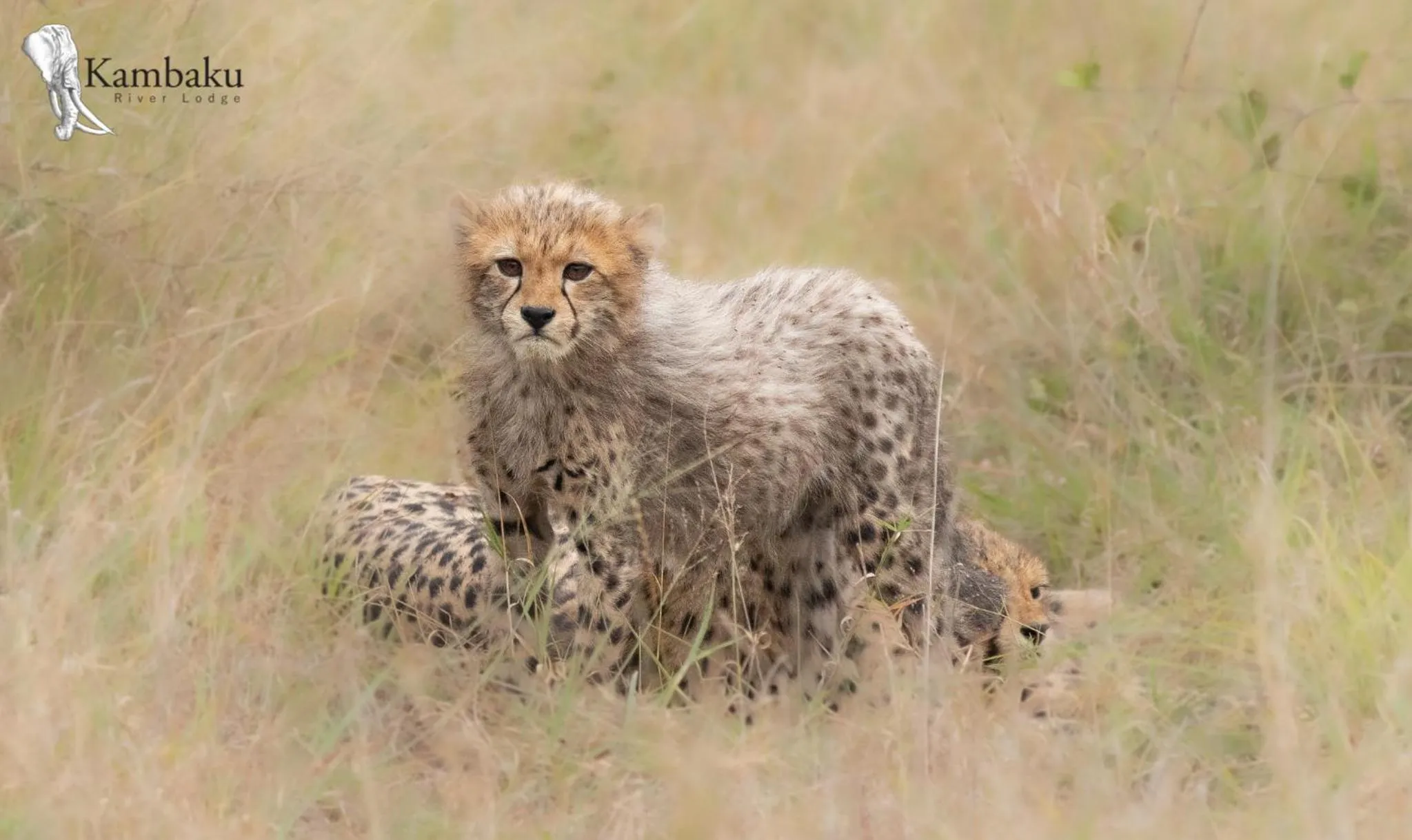 Animals in Kambaku River Lodge