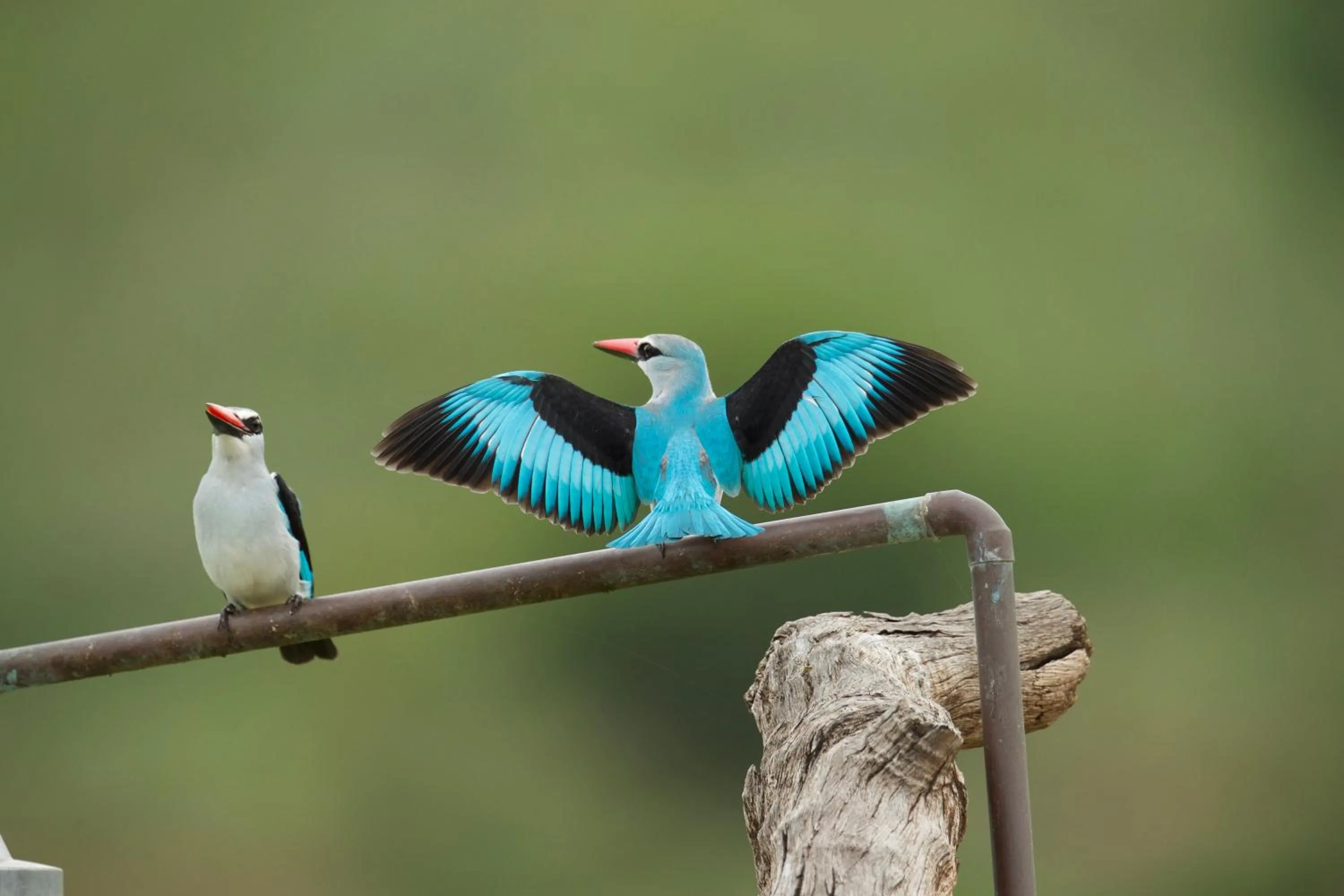 Animals in Kambaku River Lodge