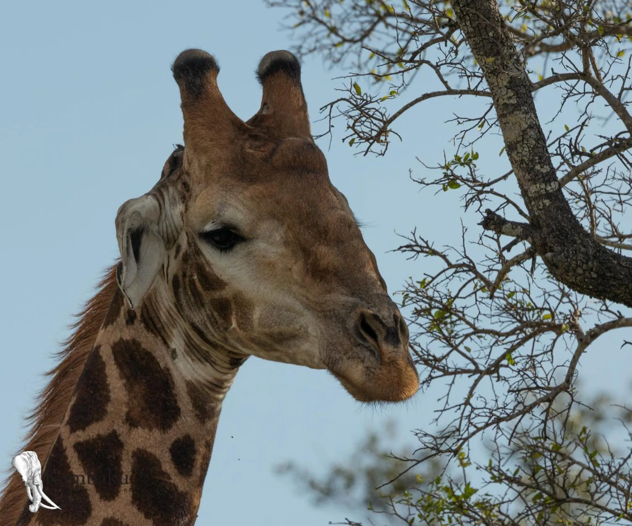 Animals in Kambaku River Lodge