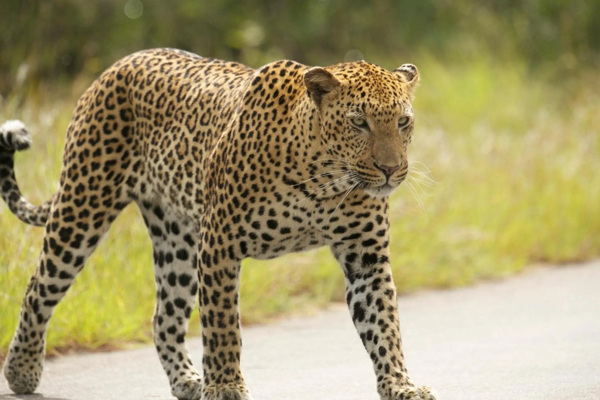 Animals in Kambaku River Lodge