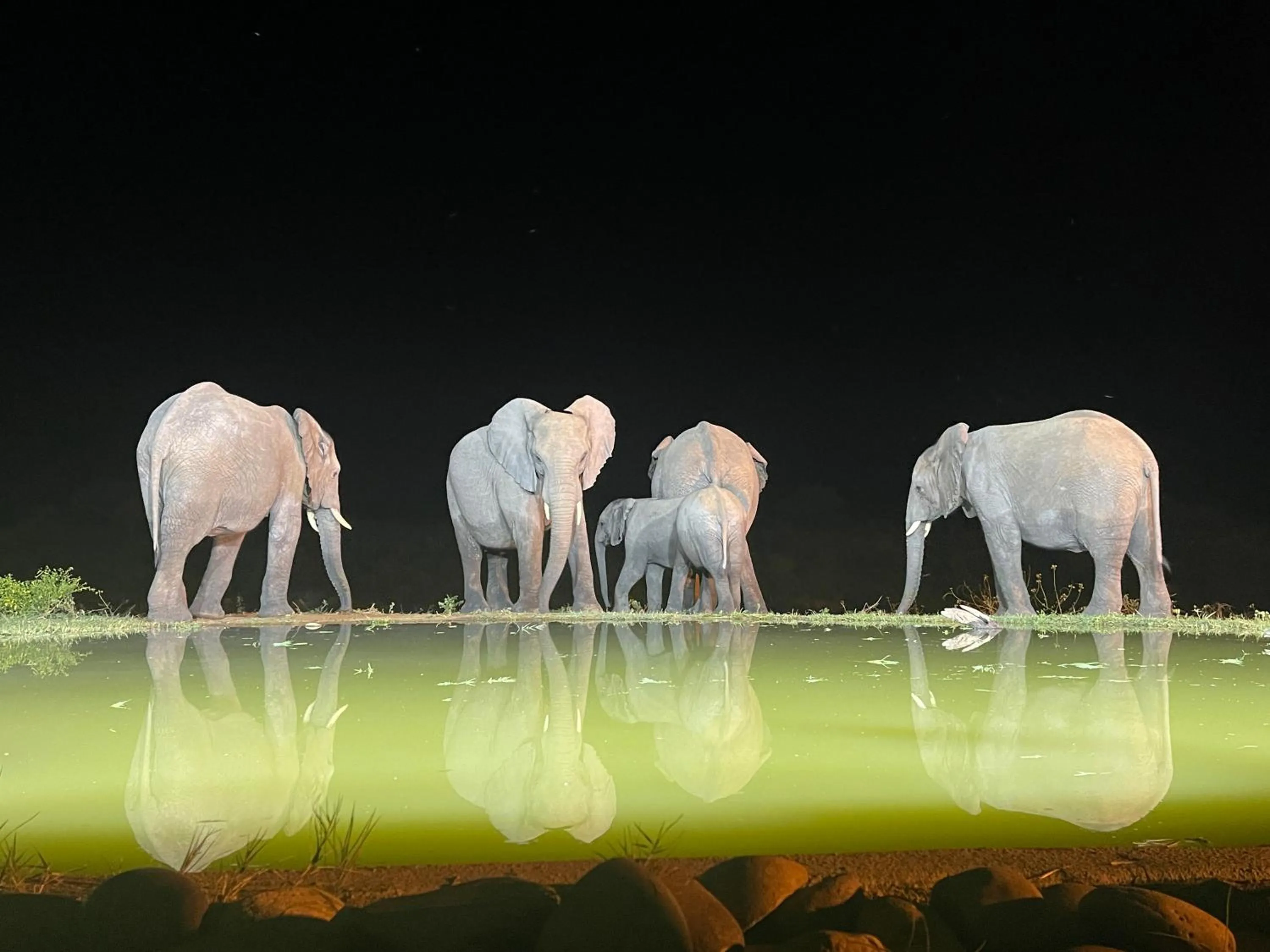 Animals in Kambaku River Lodge