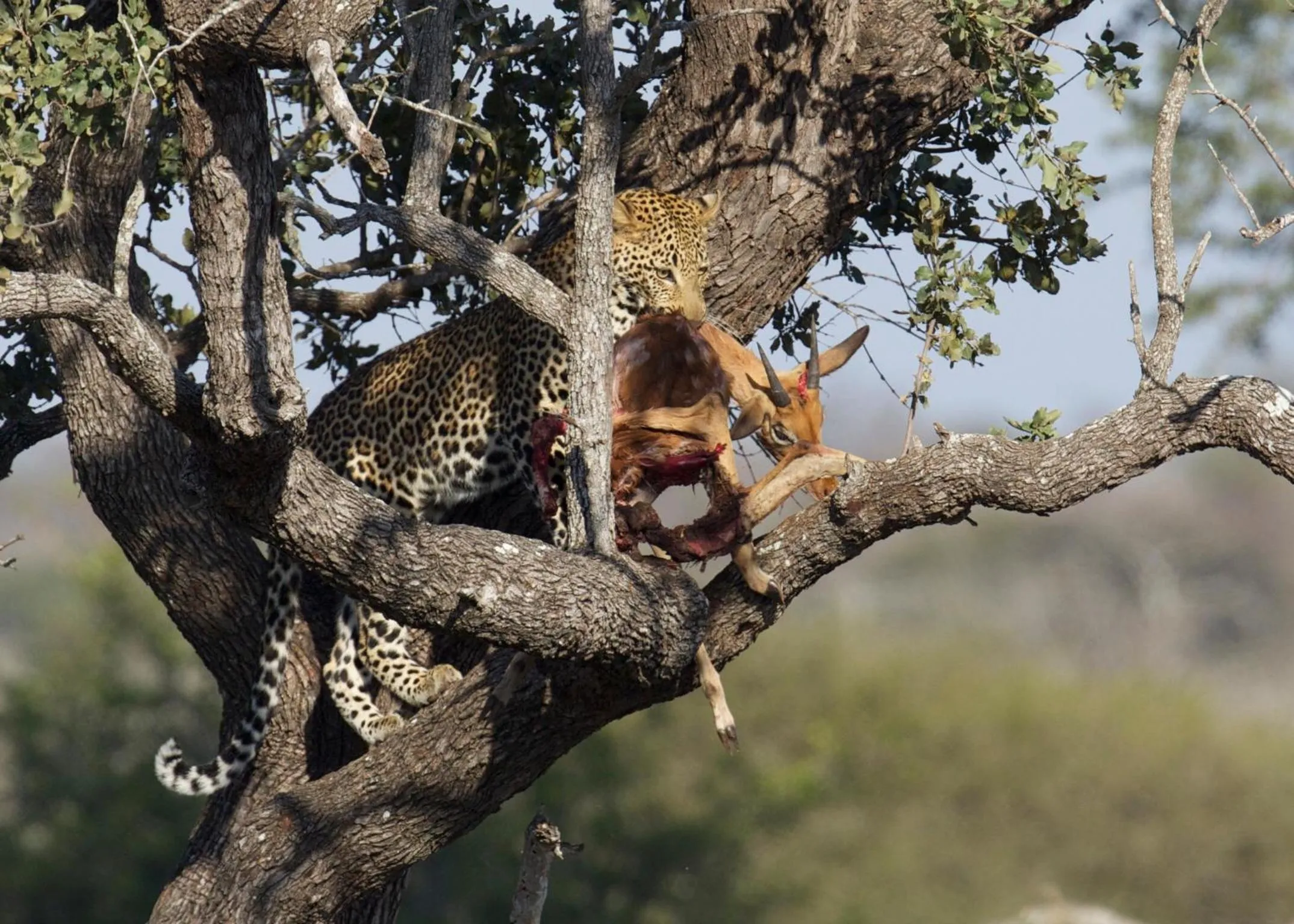 Activities in Kambaku River Lodge