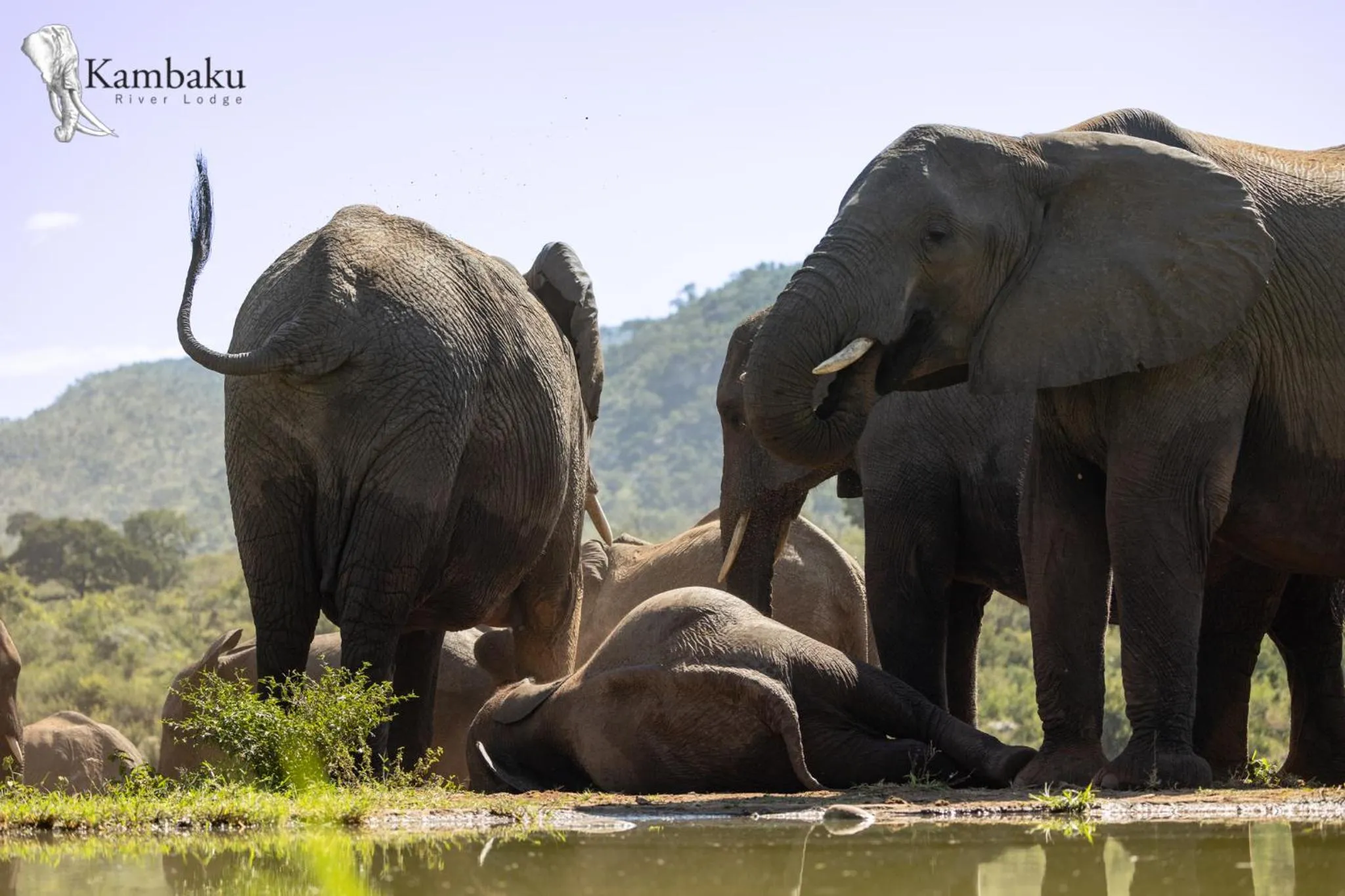 Animals in Kambaku River Lodge