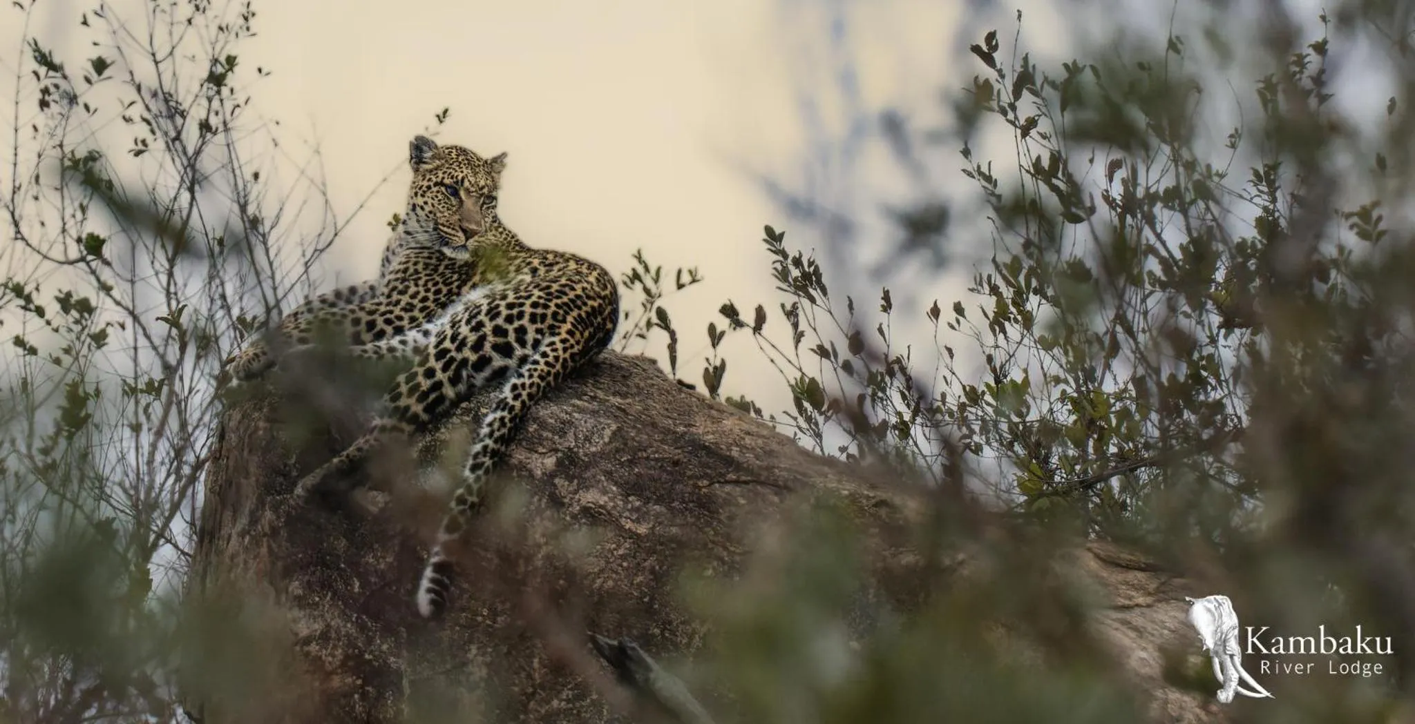 Animals in Kambaku River Lodge