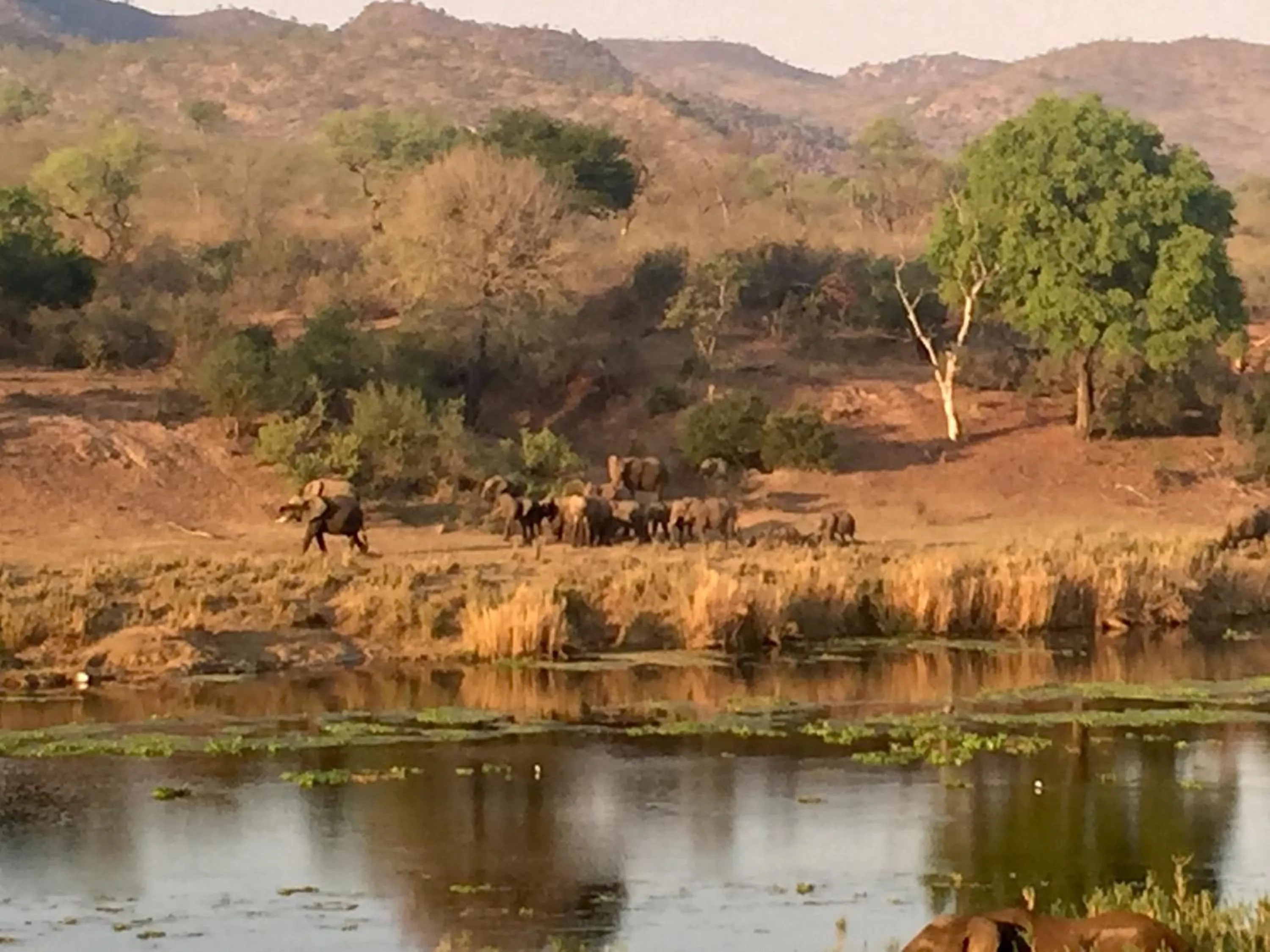 Animals in Kambaku River Lodge