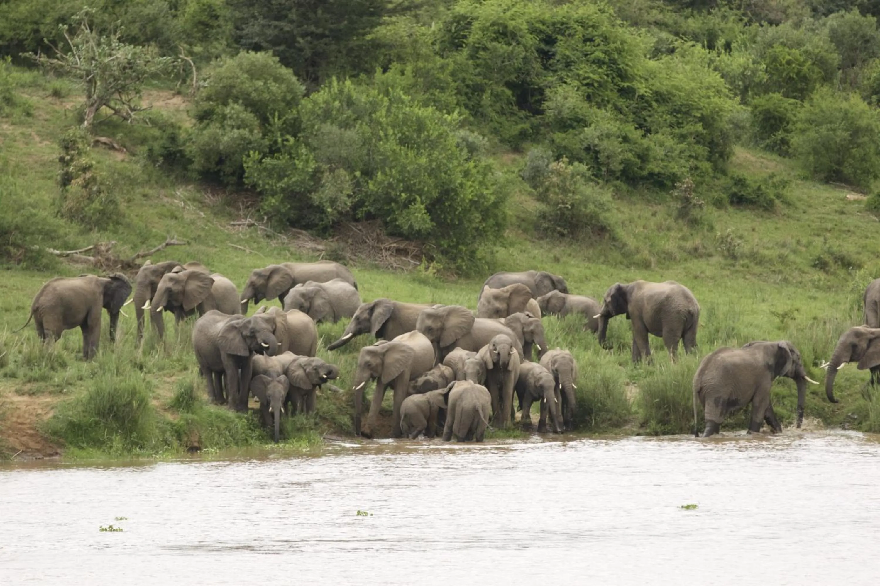 Animals in Kambaku River Lodge