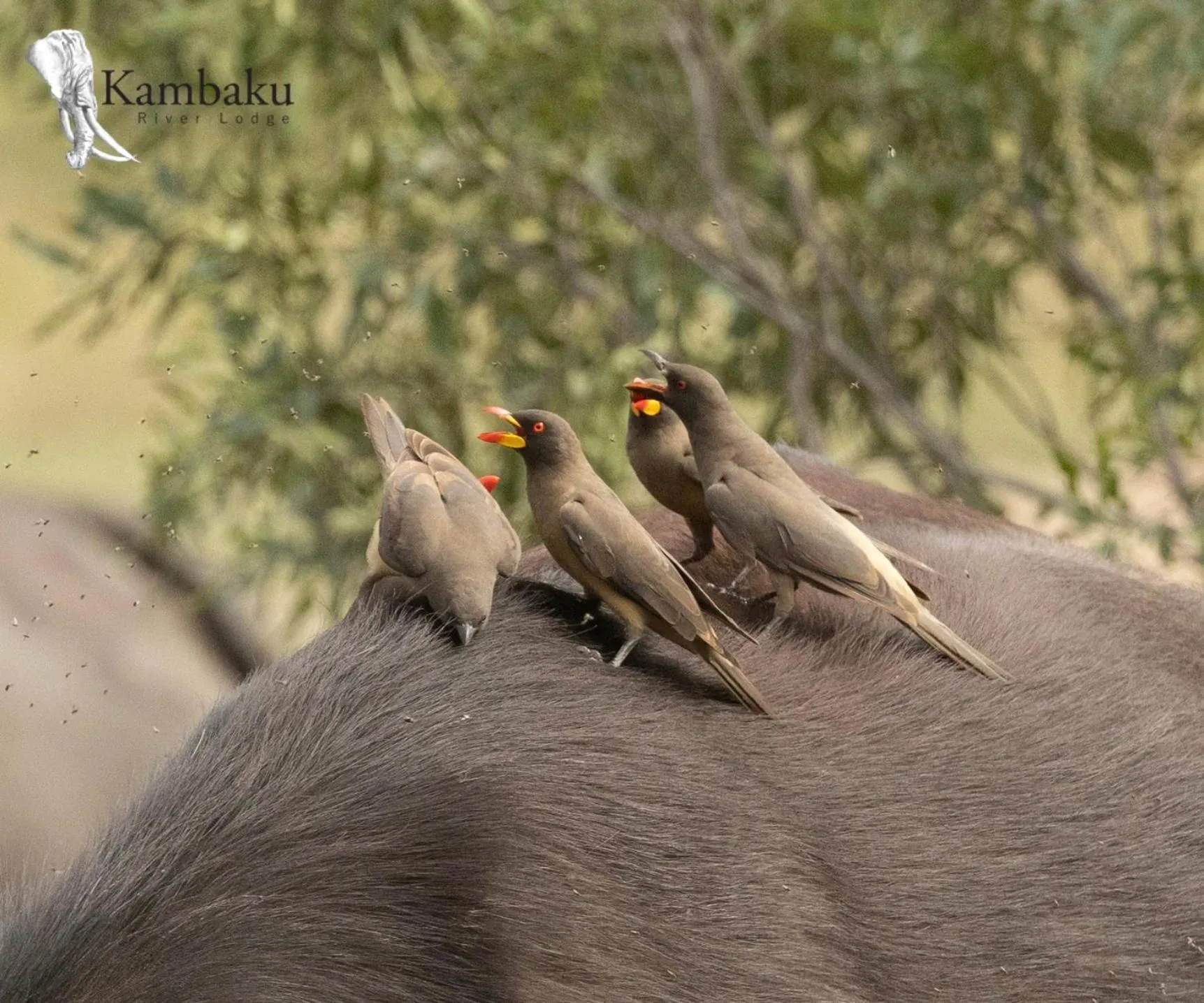 Animals in Kambaku River Lodge