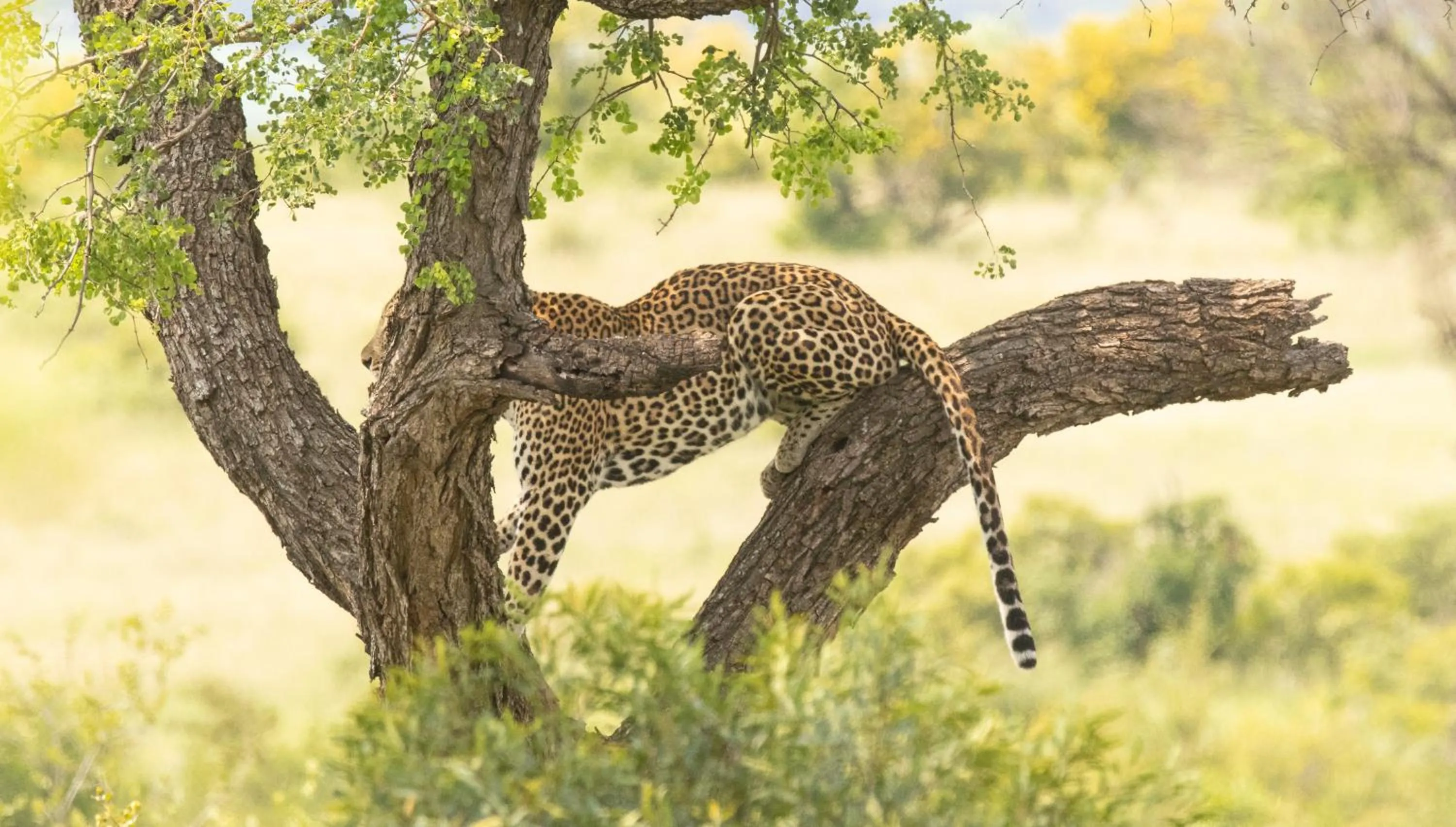 Animals in Kambaku River Lodge