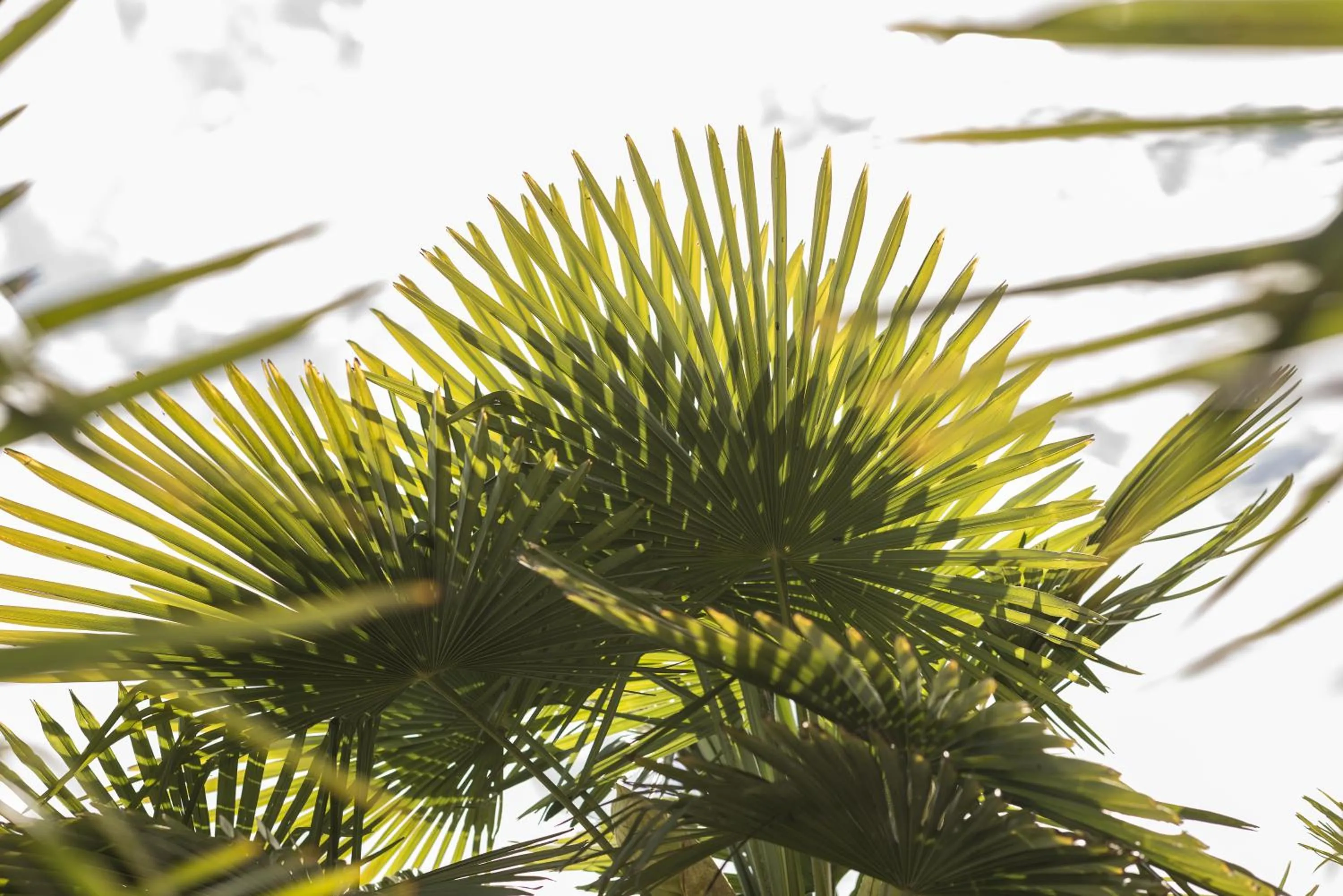 Garden view in Boutique Hotel Riviera