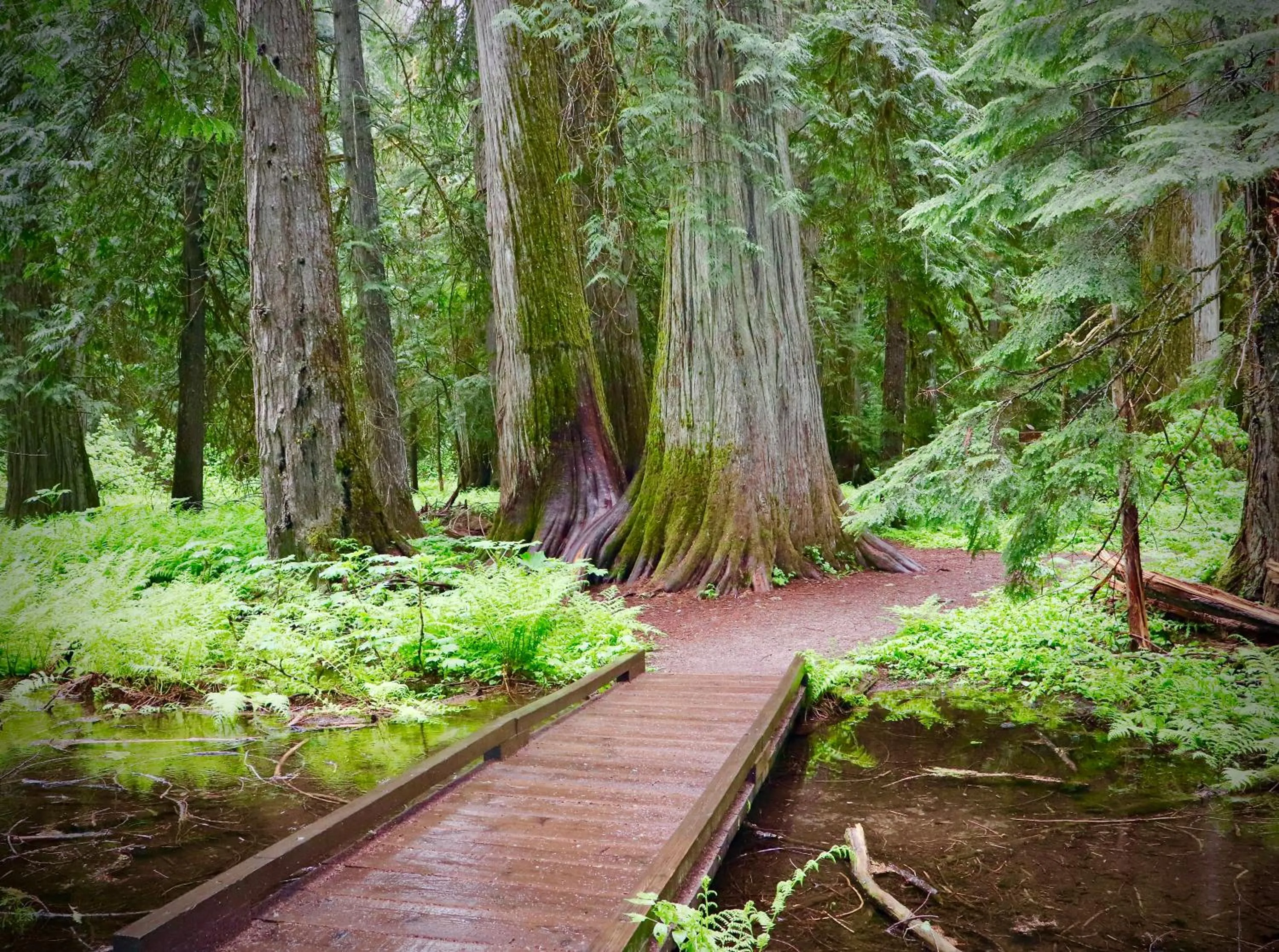 Natural landscape in Evergreen Motel