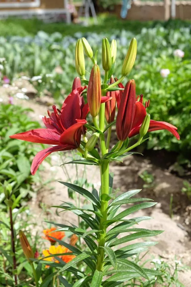 Garden in Sangto Green Guest House