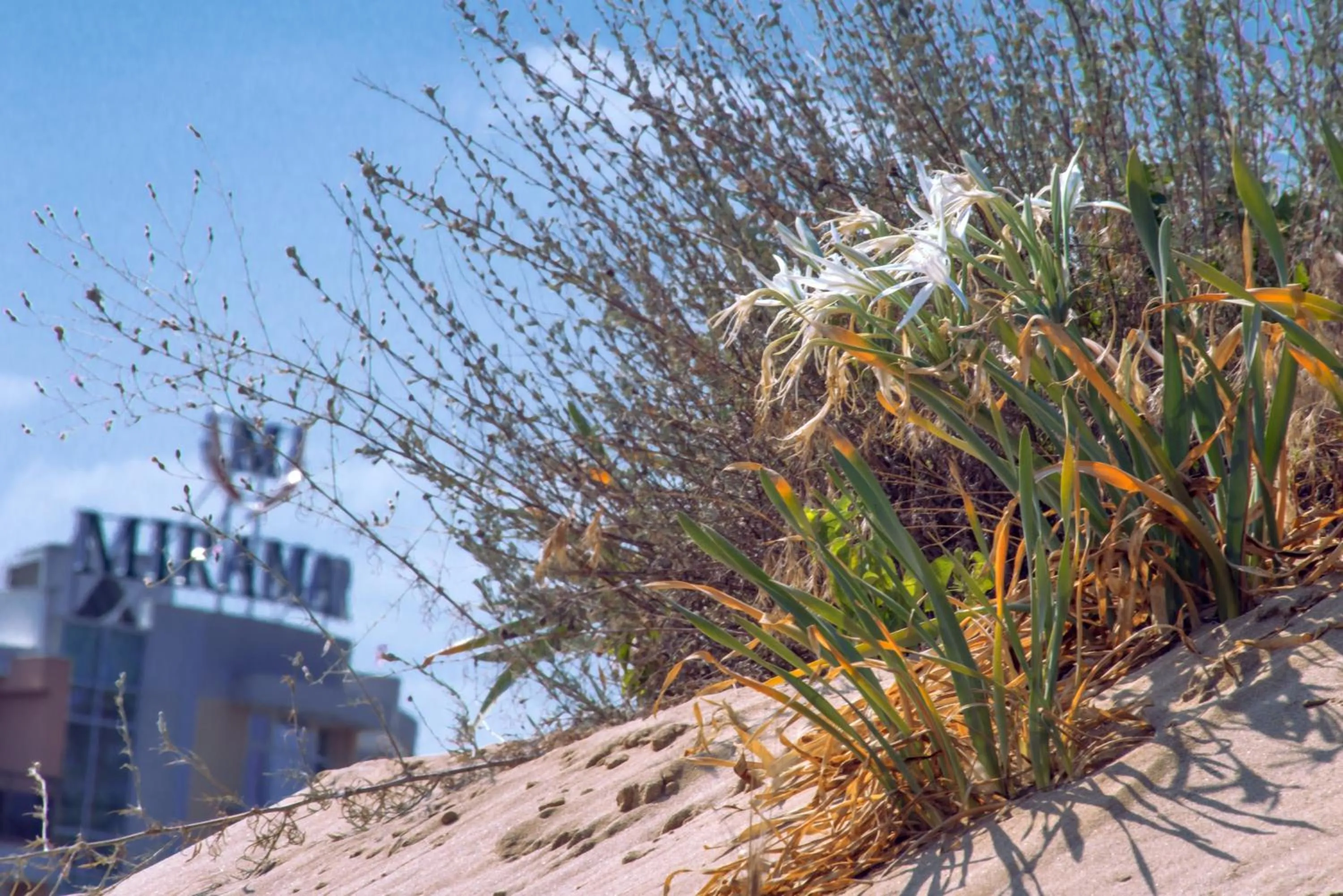 Day in Hotel Miramar Sozopol