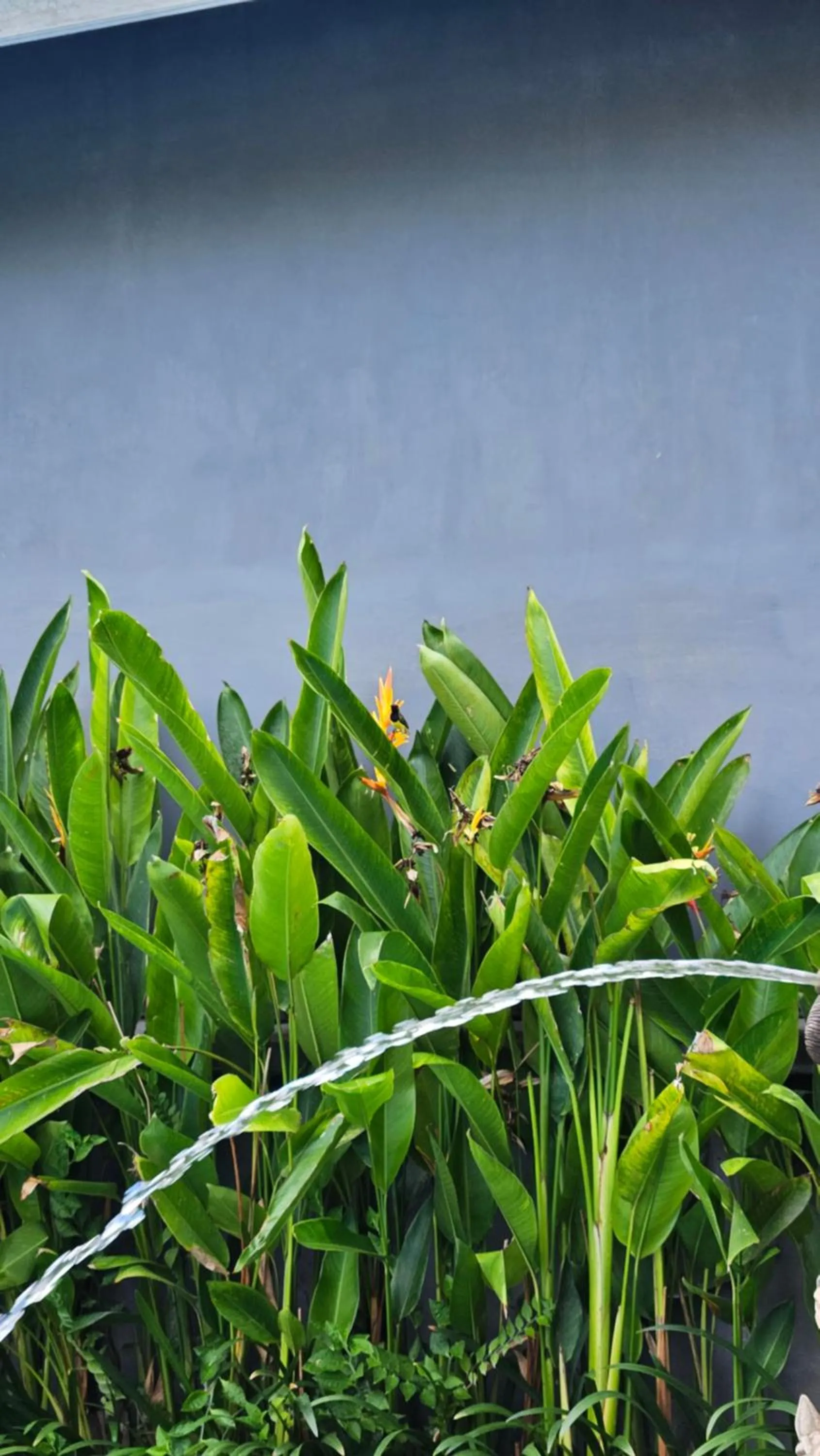 Spring in Hokita Home Stay