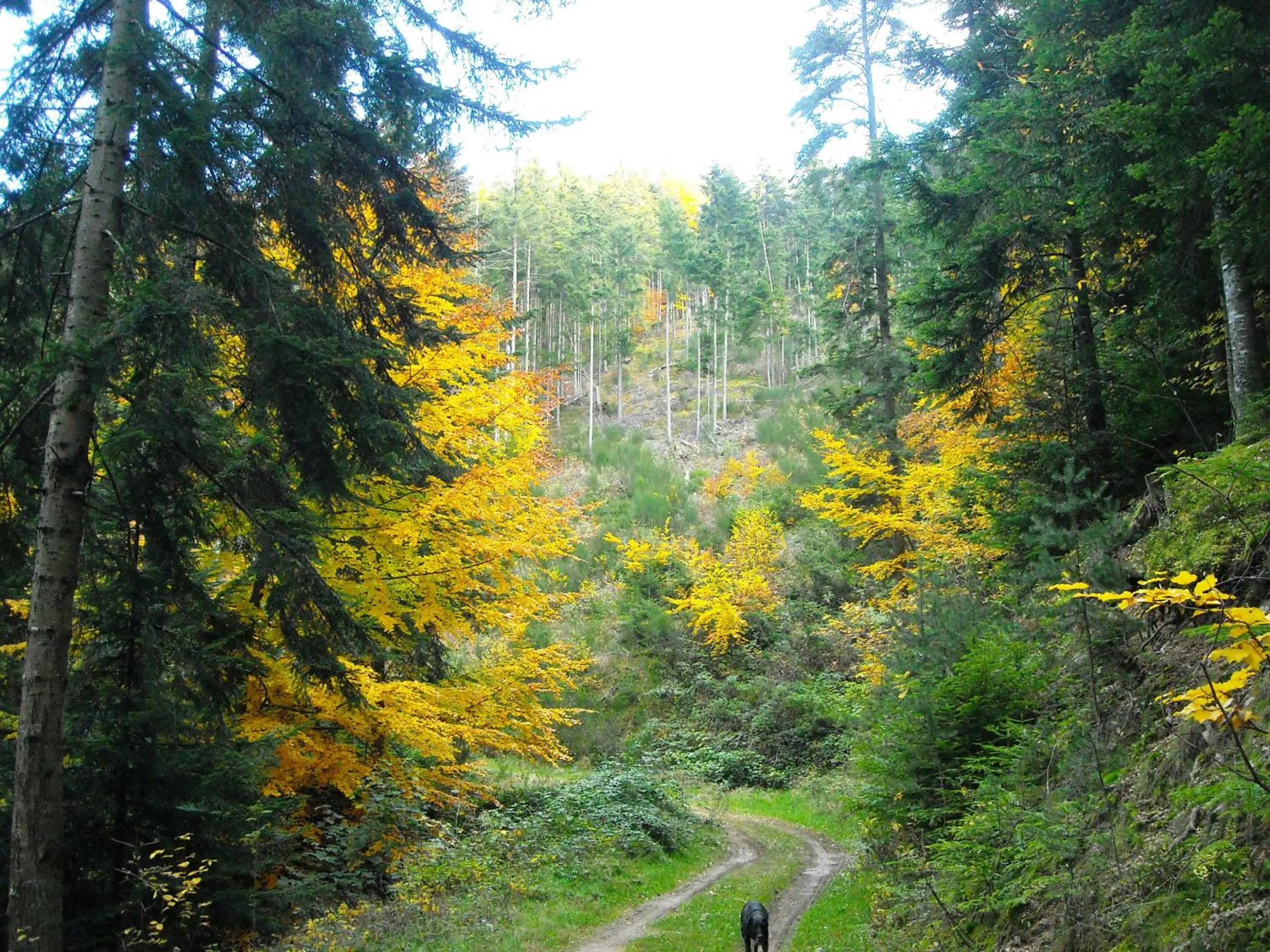 Property building in Le Relais De Rochepaule