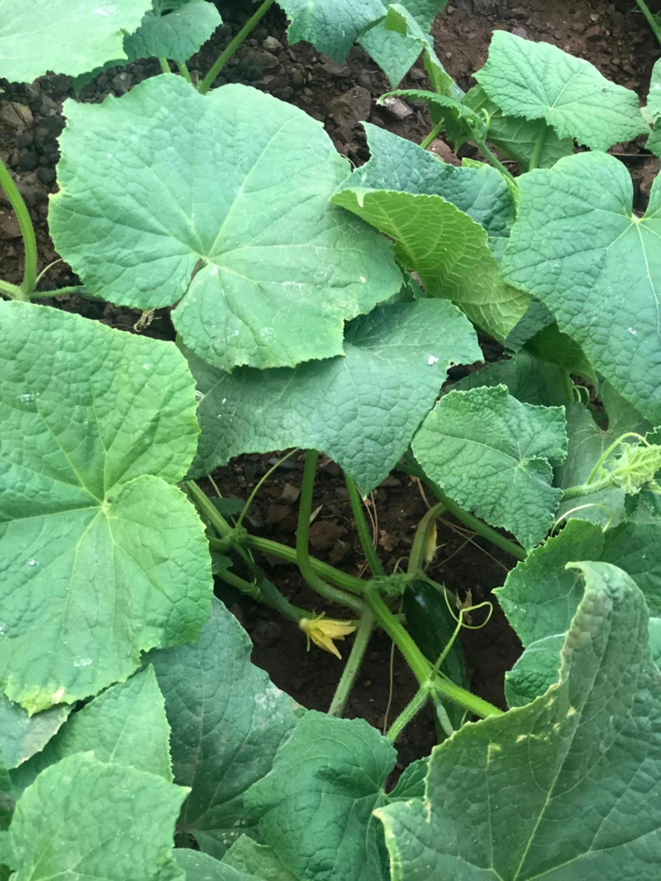 Garden in Dores Residence