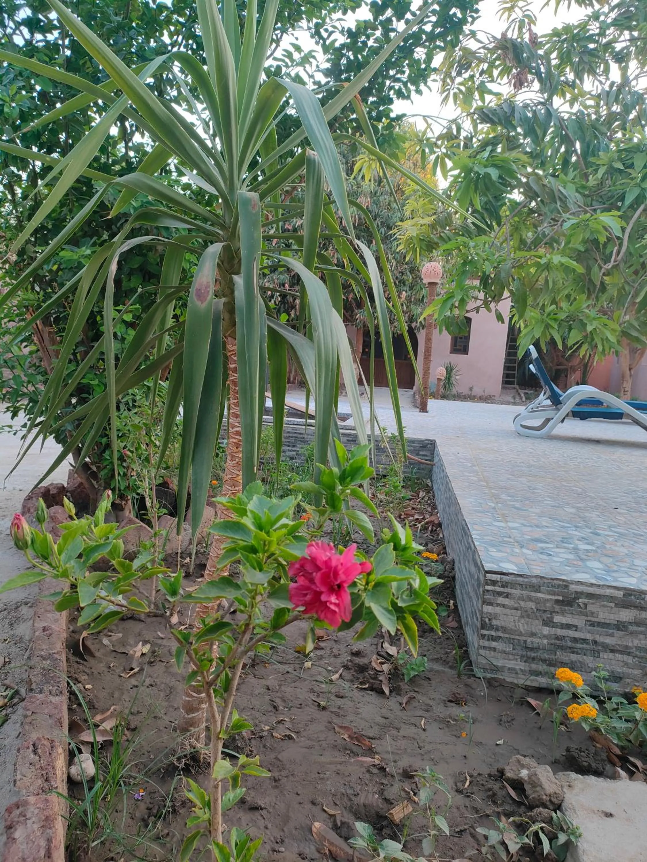 Garden in El Juneina Villas