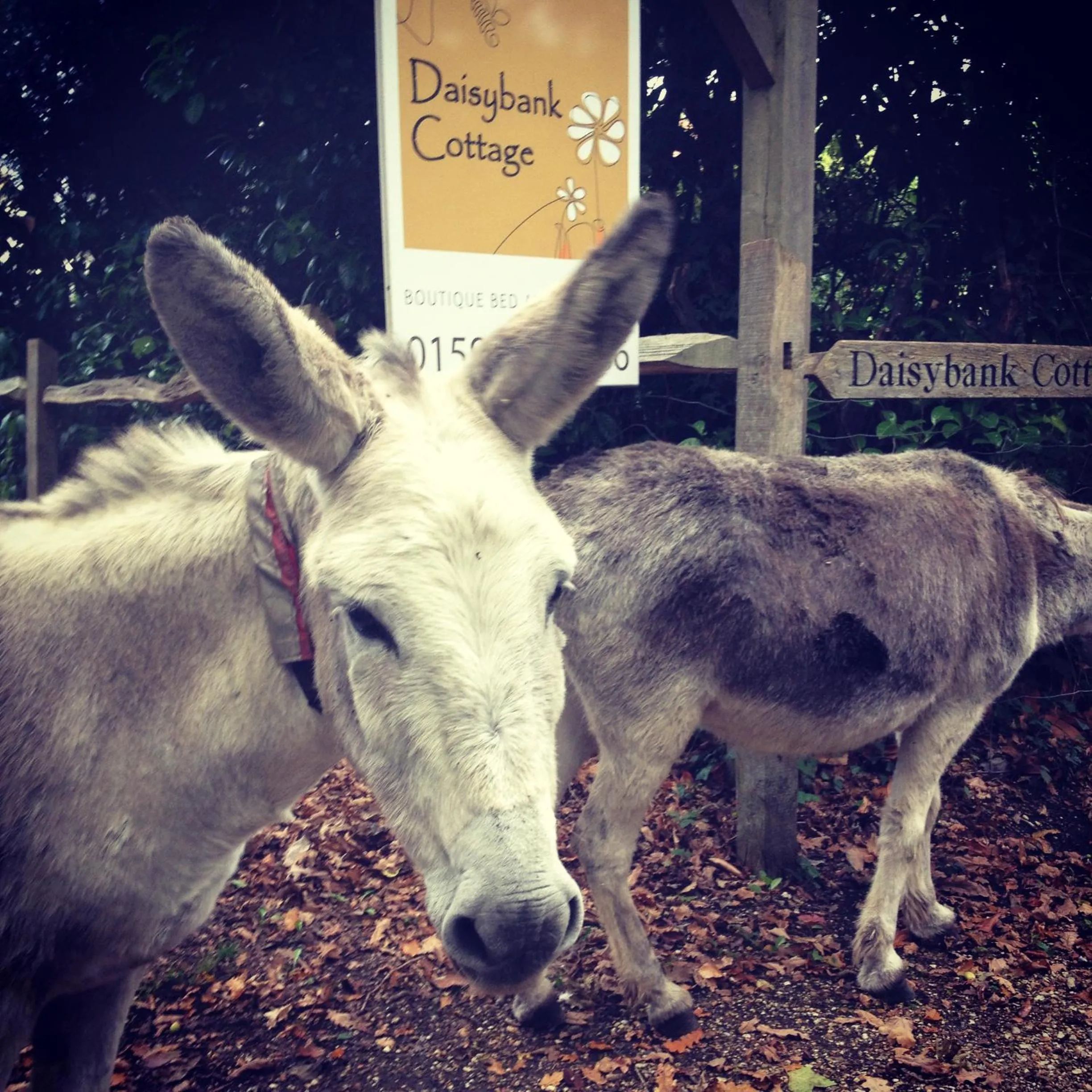 Animals in Daisybank Cottage Boutique Bed and Breakfast