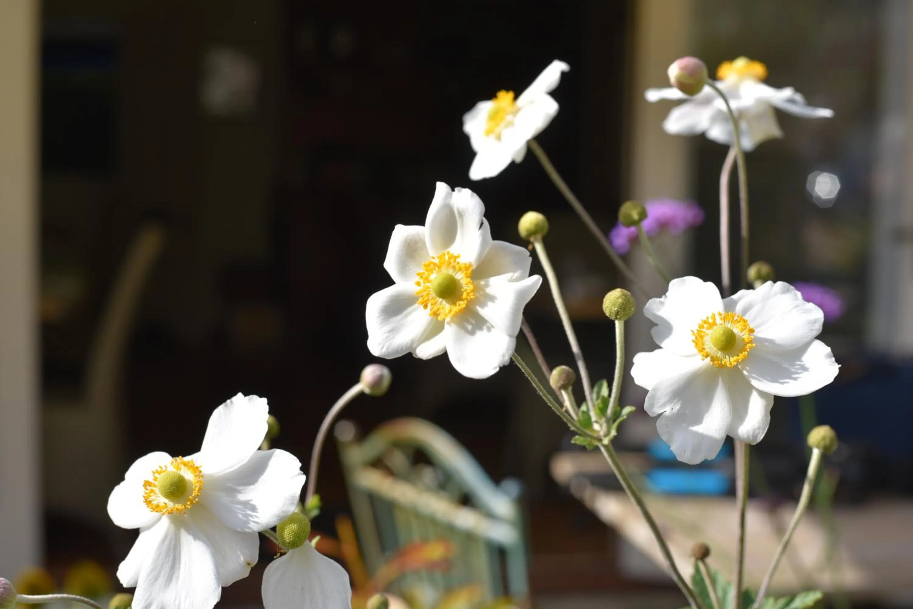 Daisybank Cottage Boutique Bed and Breakfast