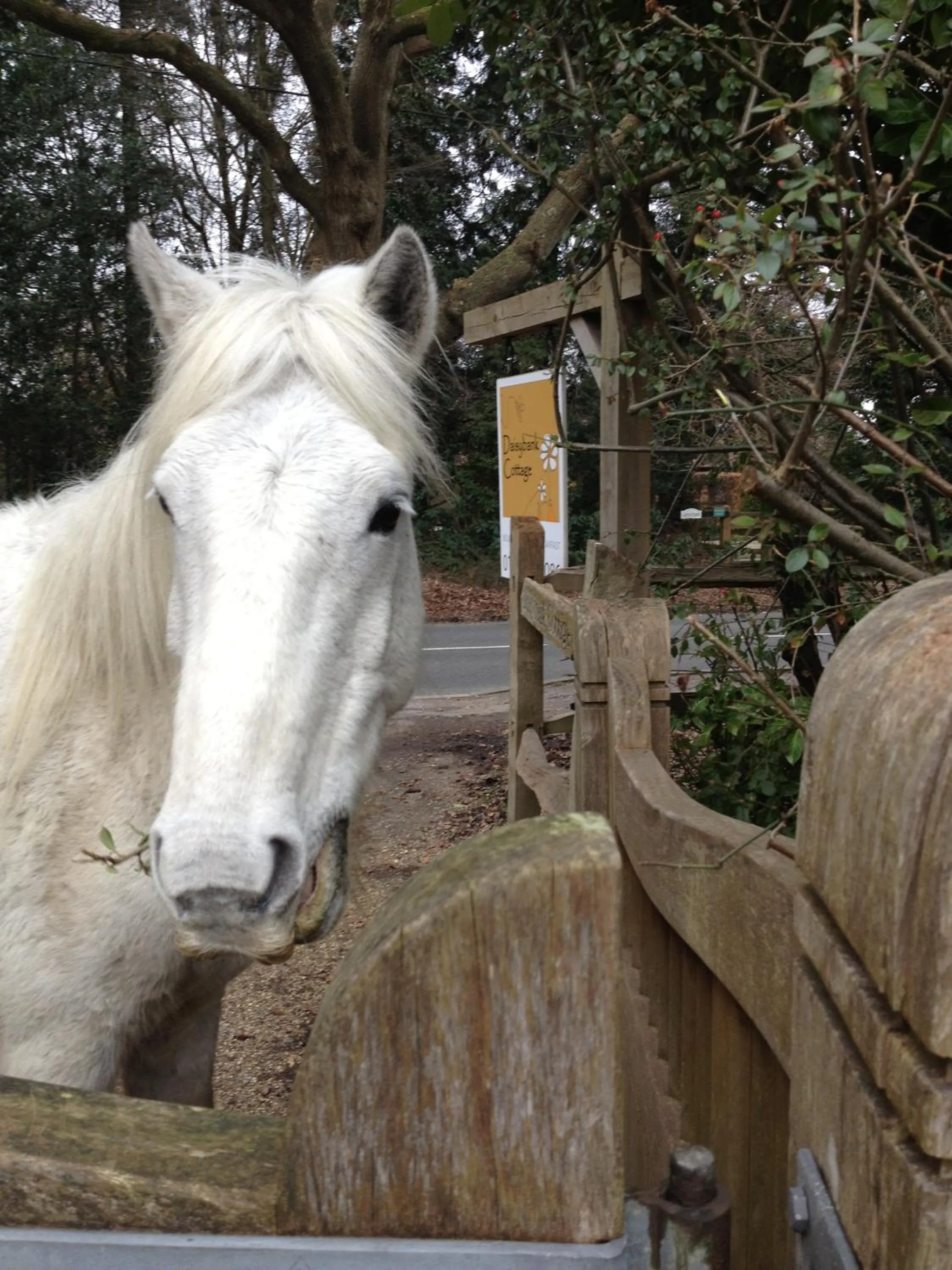 Animals in Daisybank Cottage Boutique Bed and Breakfast