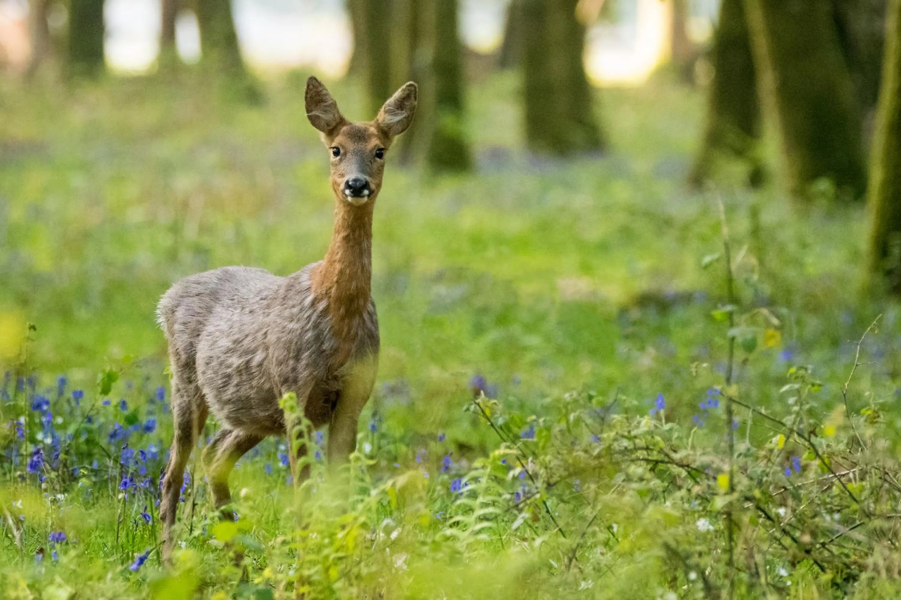 Animals in Daisybank Cottage Boutique Bed and Breakfast