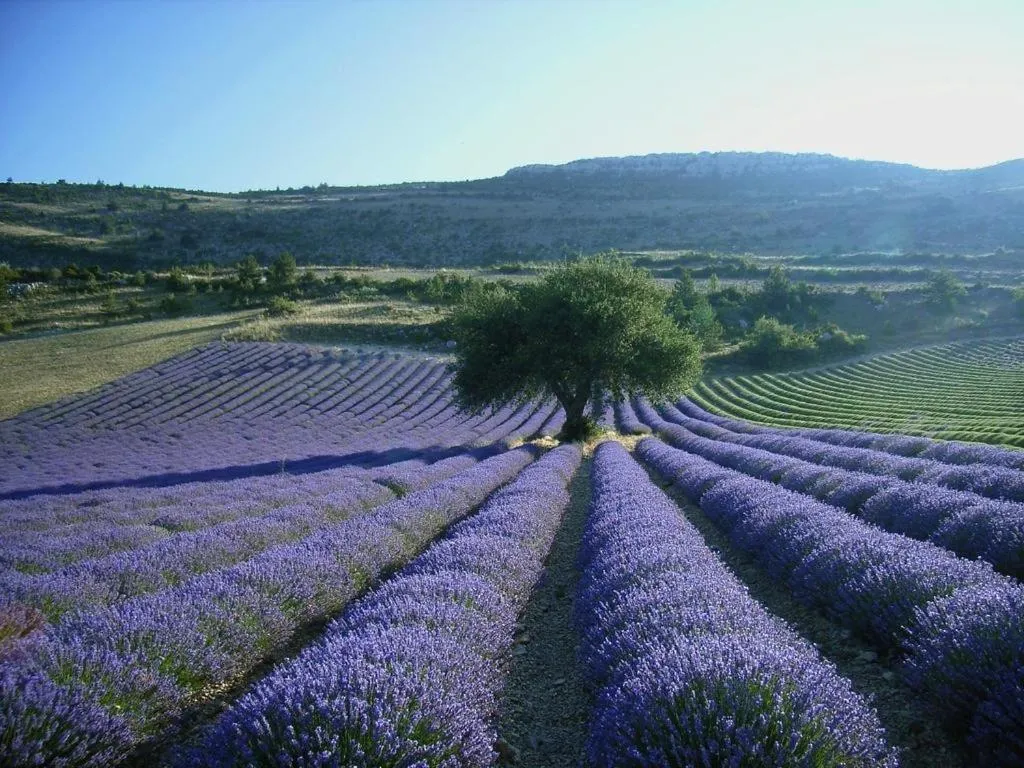 Natural landscape in Hotel D'Albion