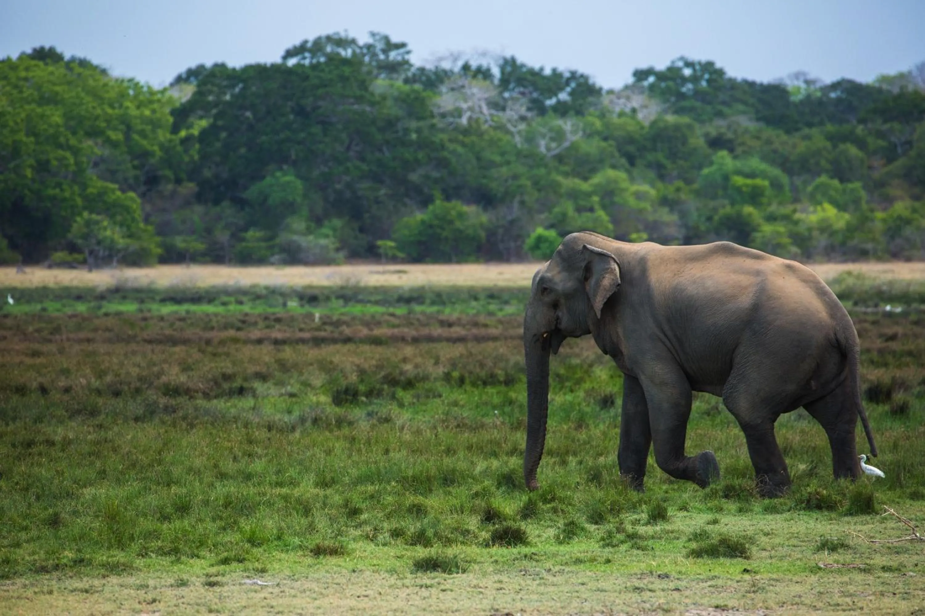 Animals in The Spice Trail