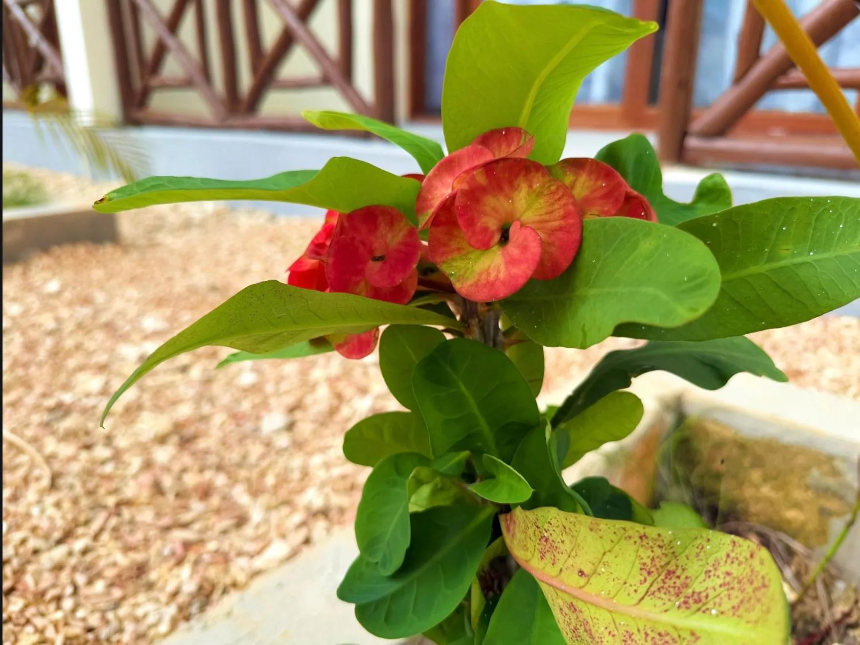 Garden in Andy's Inn