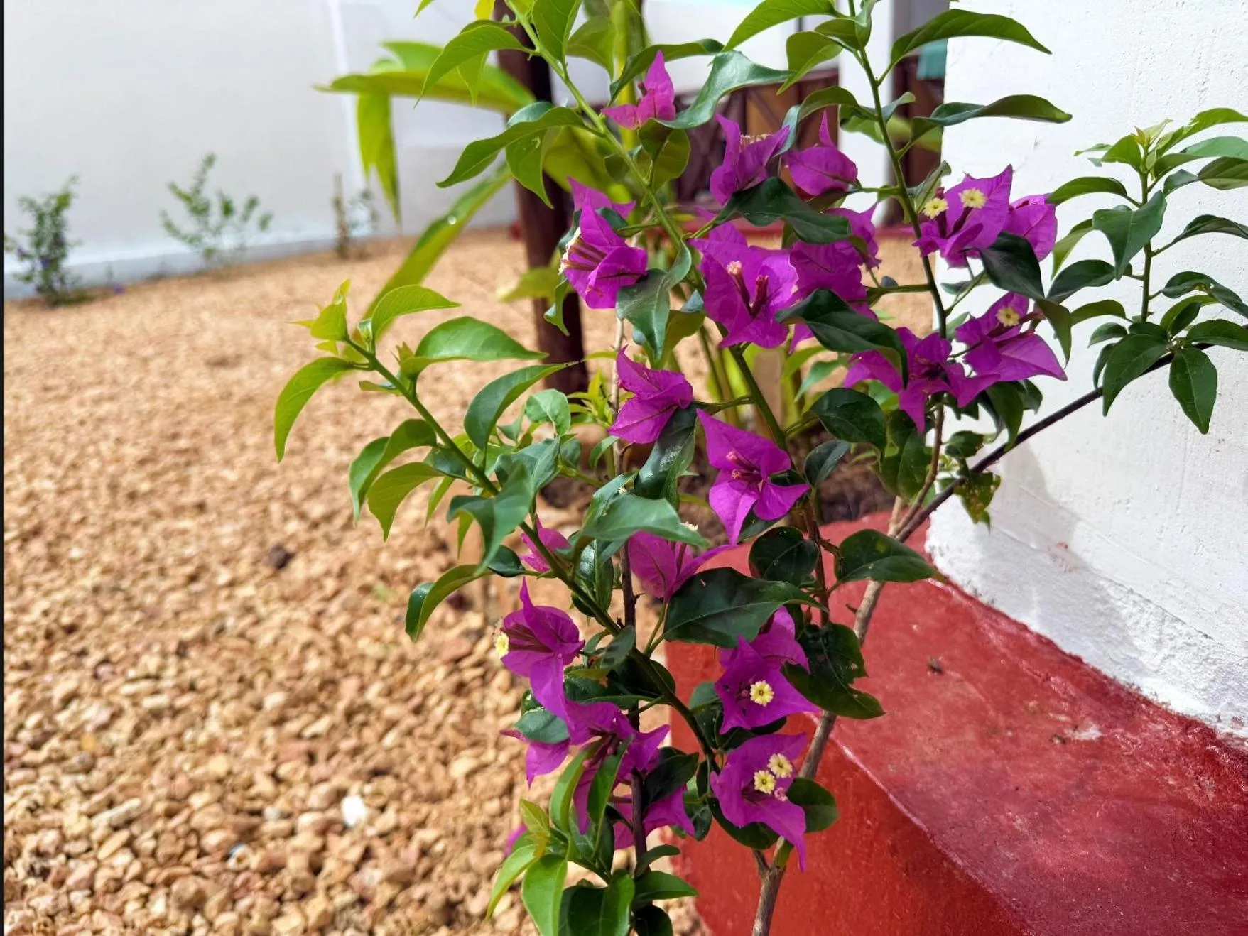 Garden in Andy's Inn