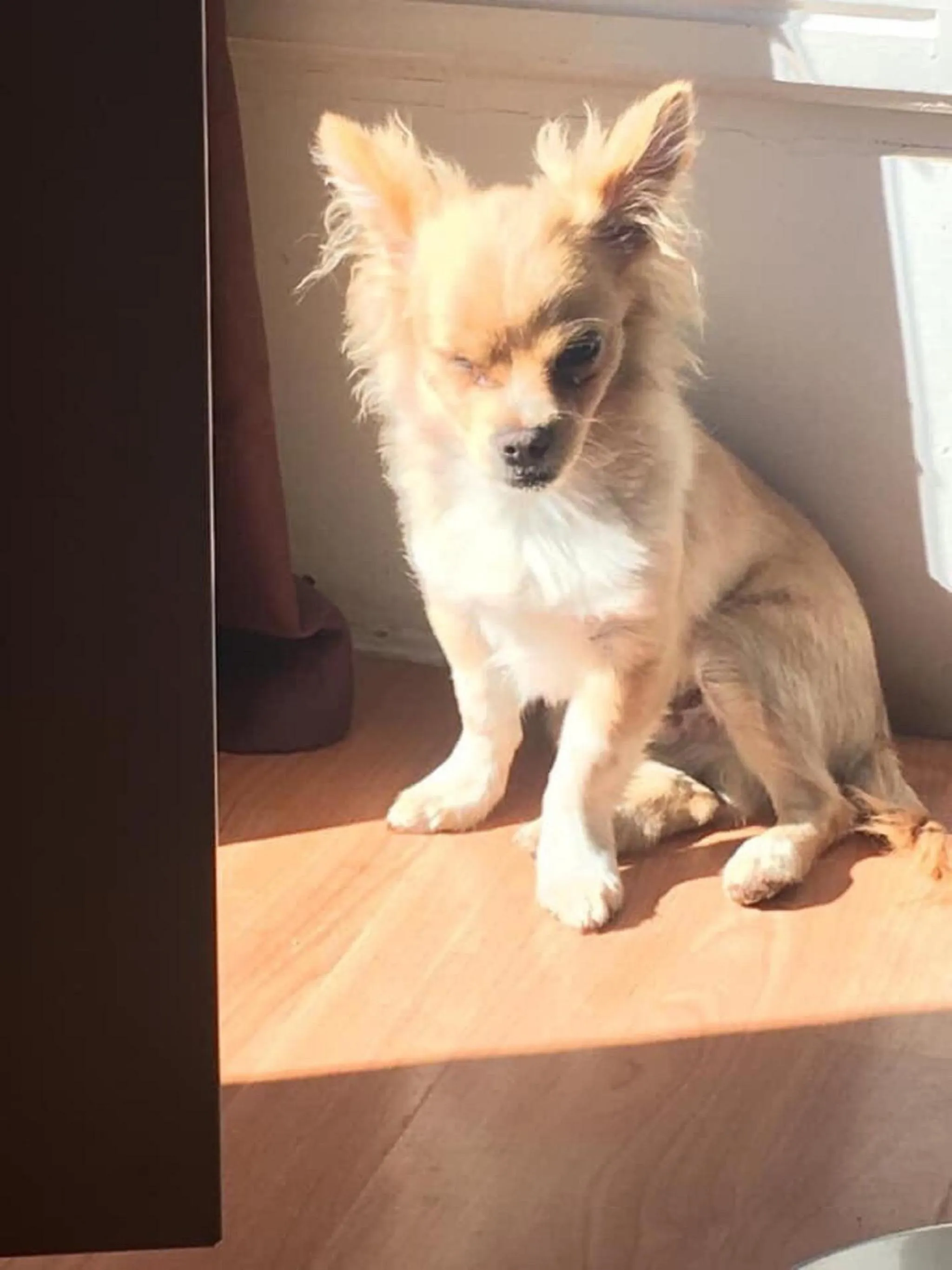 Pets in La Vignarelle