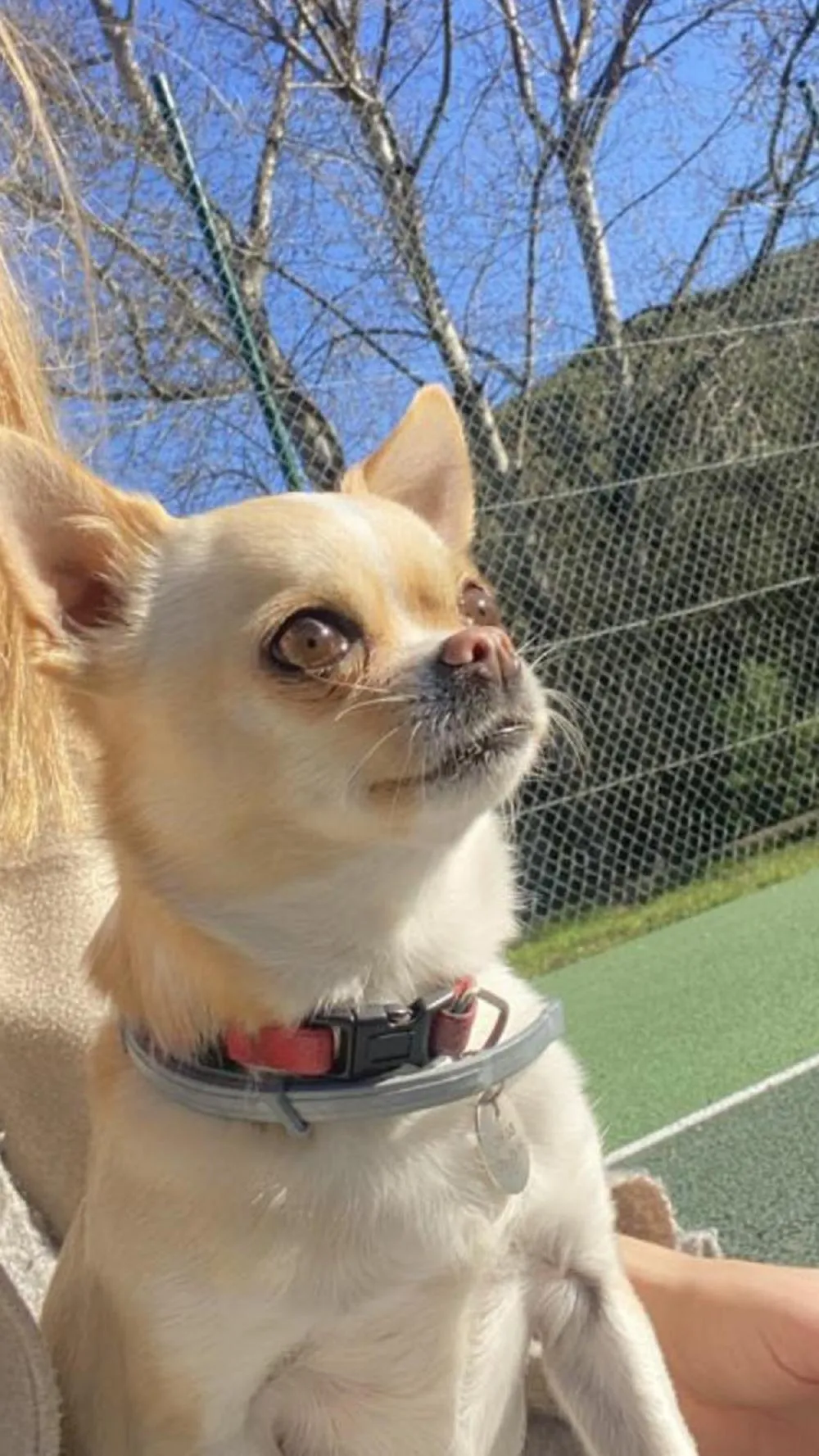 Pets in La Vignarelle