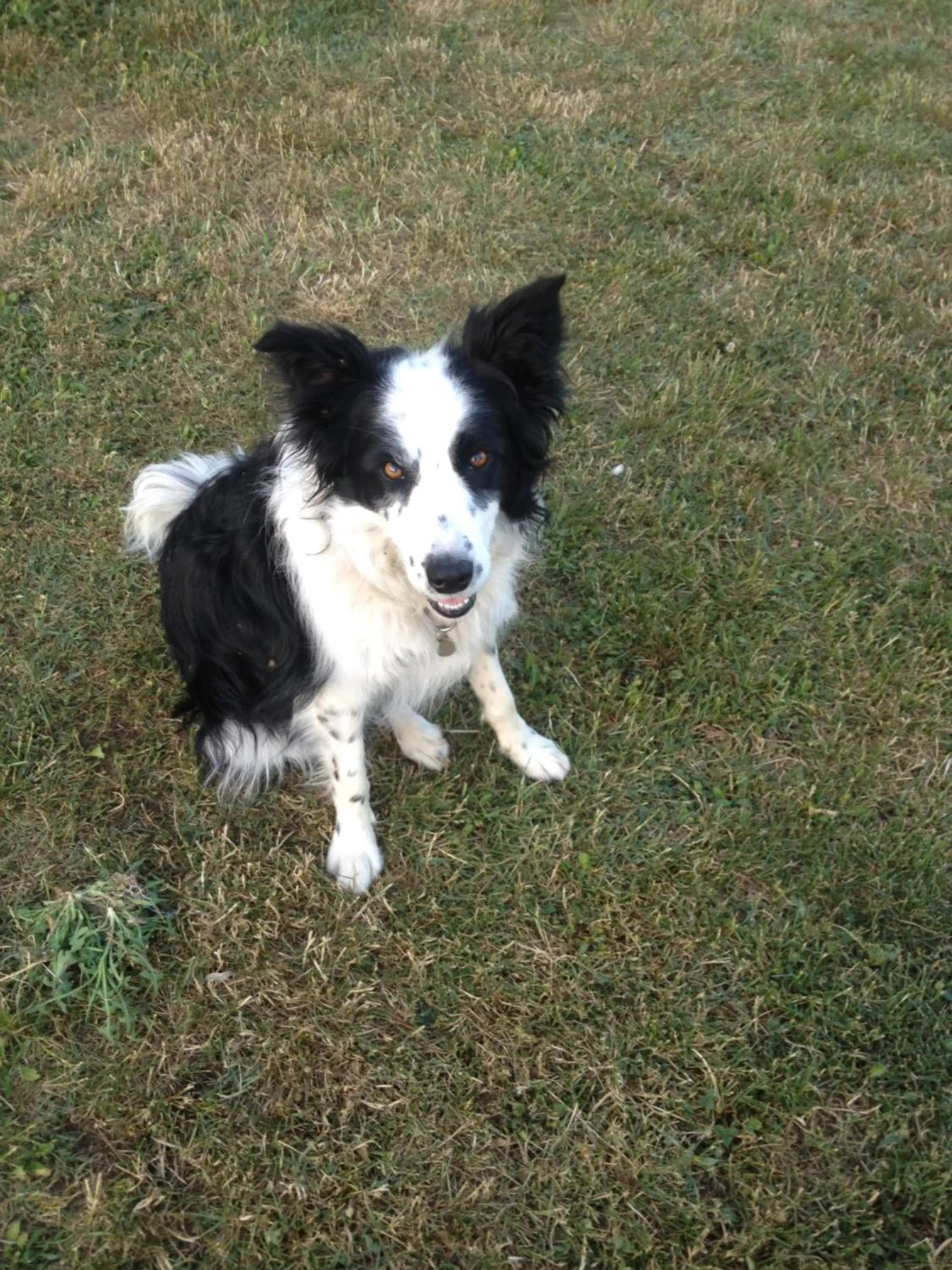 Pets in La Vignarelle