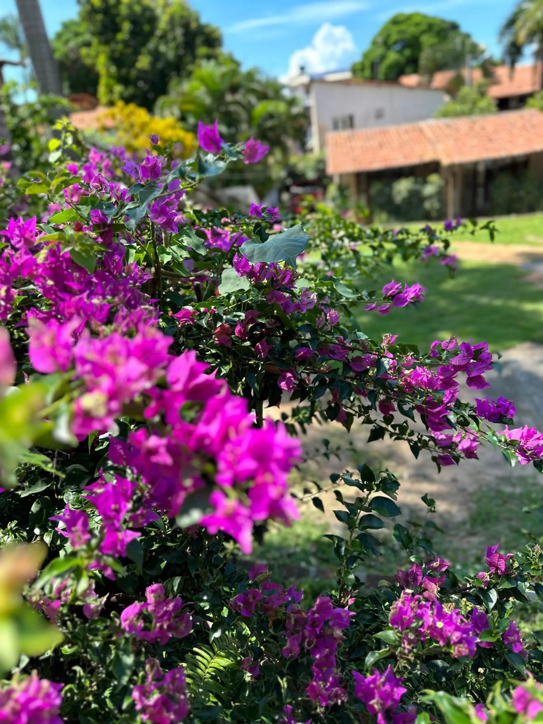 Garden in Pousada Praia da Pipa