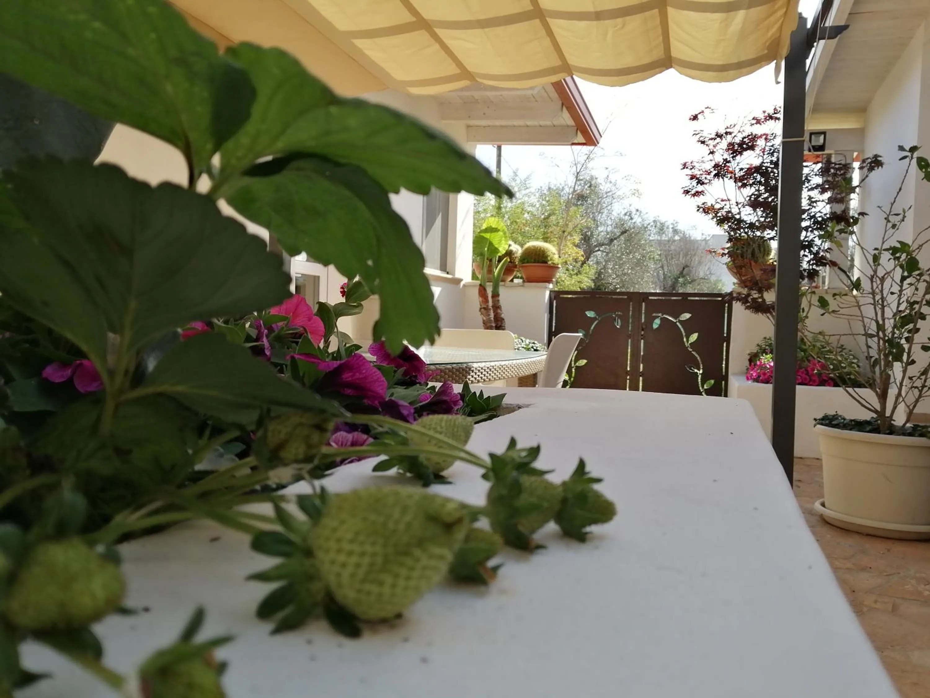 Garden in Villa Raggio di Sole parcheggio privato