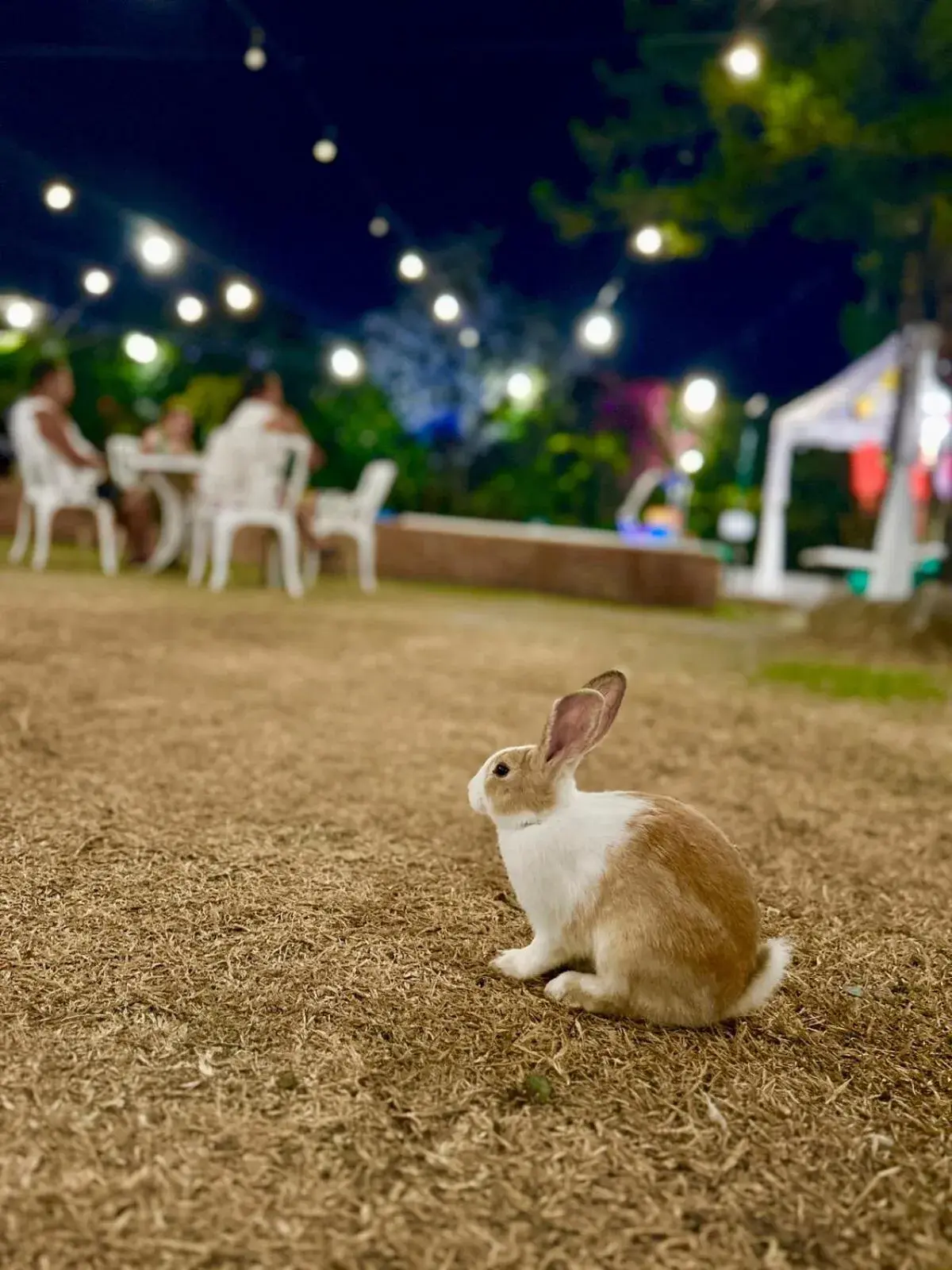 Night in Madie's Place B&B with Private Pool in Santa Rosa near Enchanted Kingdom Night in Madie's Place B&B with Private Pool in Santa Rosa near Enchanted Kingdom