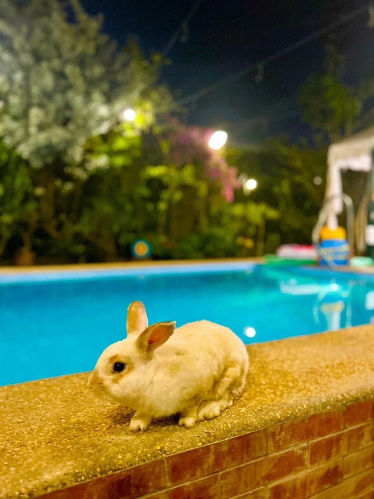 Night in Madie's Place B&B with Private Pool in Santa Rosa near Enchanted Kingdom