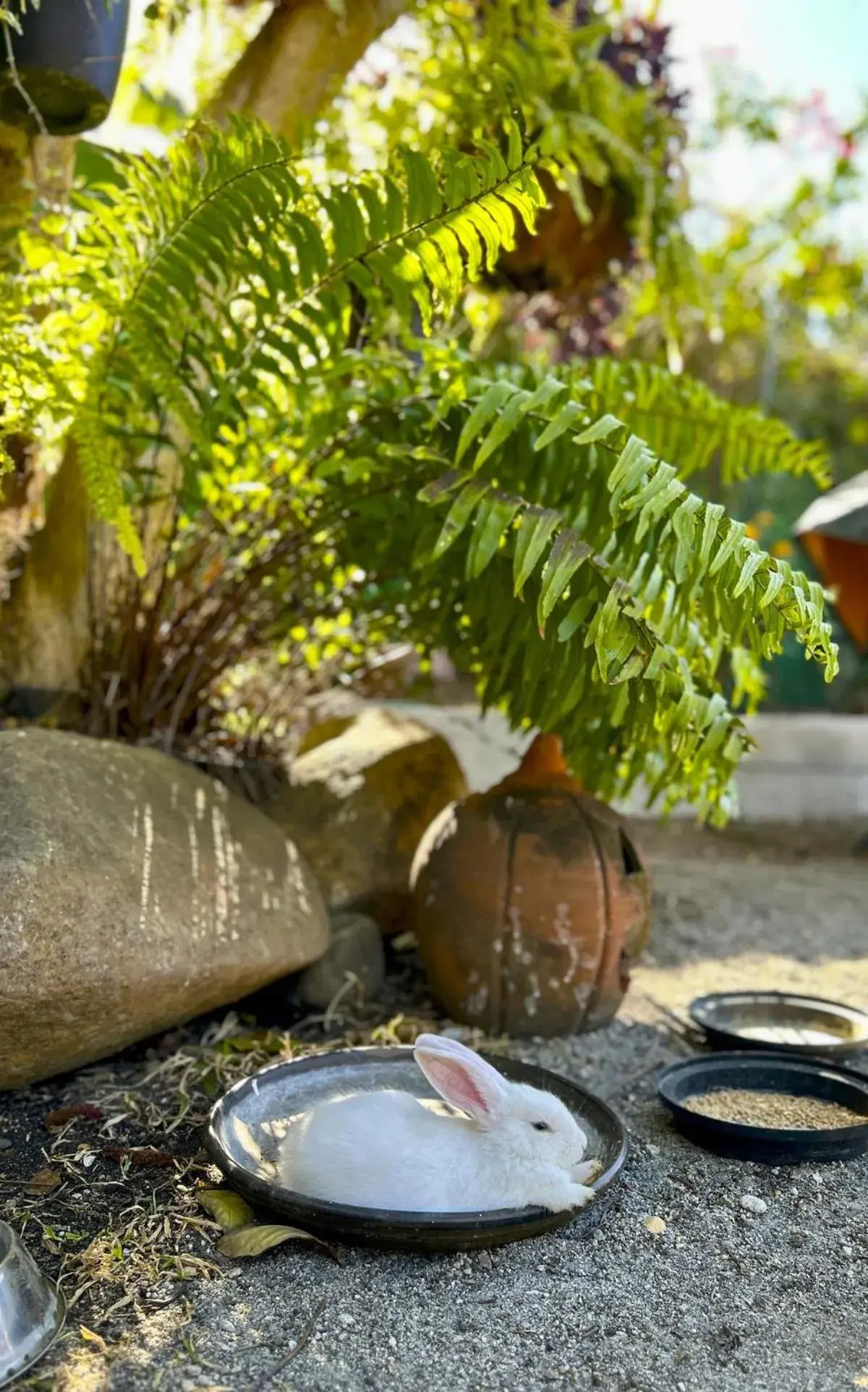 Garden in Madie's Place B&B with Private Pool in Santa Rosa near Enchanted Kingdom Garden in Madie's Place B&B with Private Pool in Santa Rosa near Enchanted Kingdom