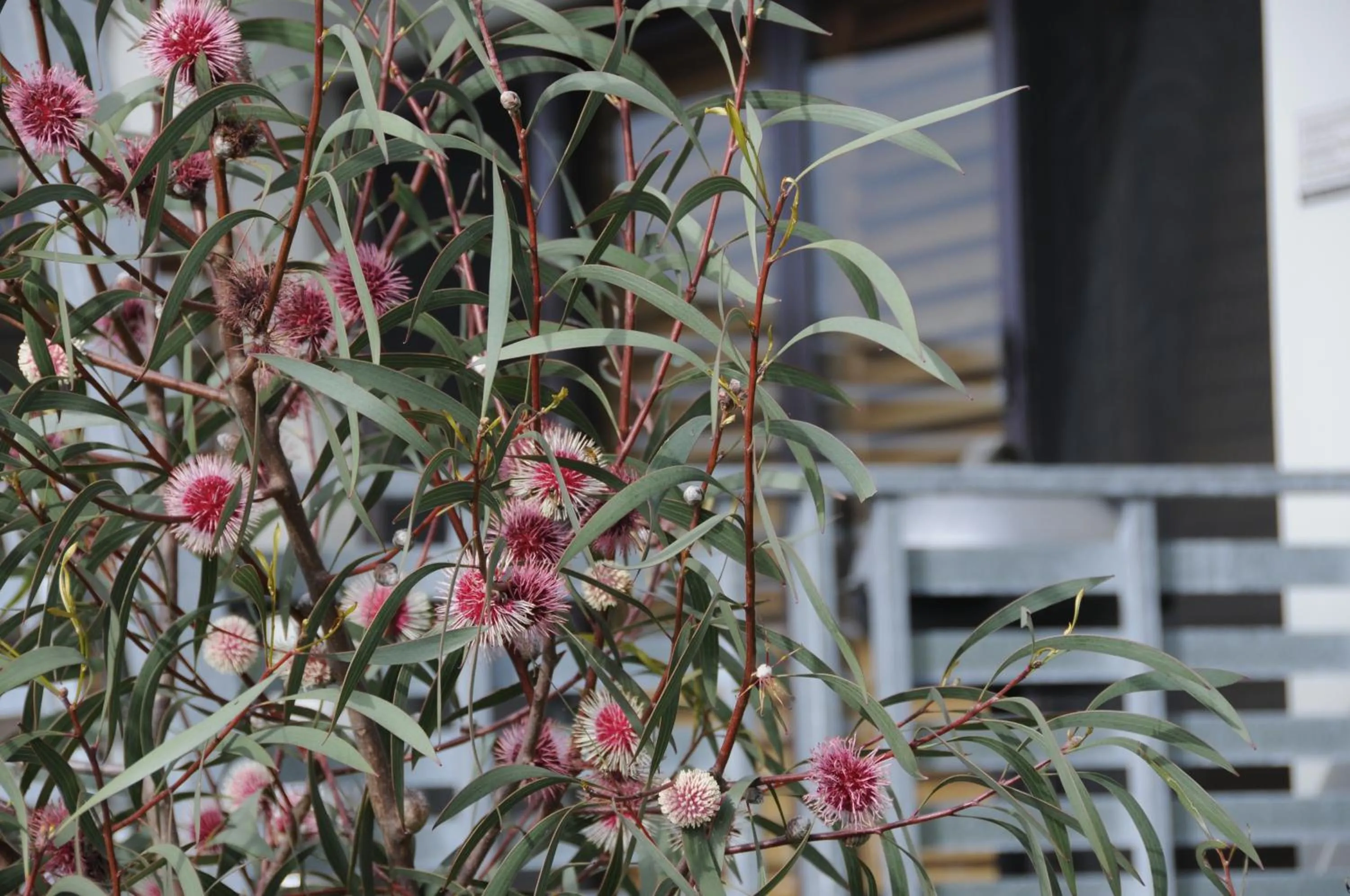 Garden in Saltair Luxury Accommodation - Adults Only