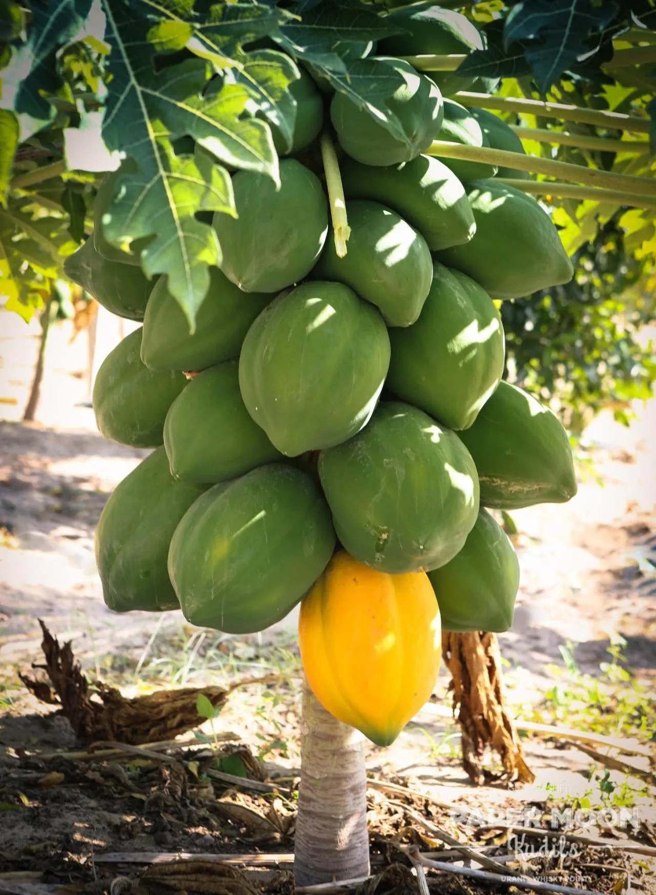 Garden in Paper Moon Kudils