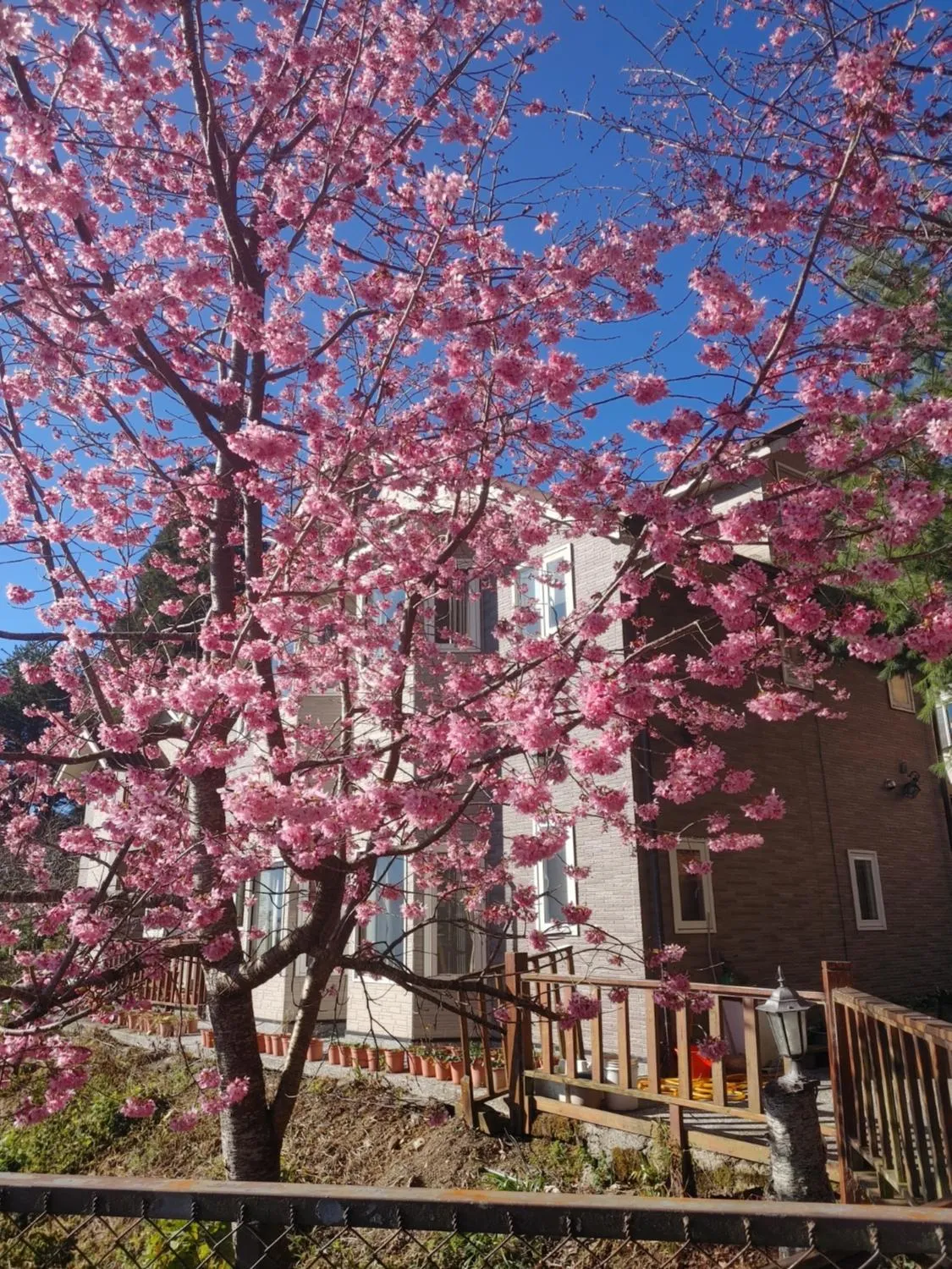Spring in Chingjing New Paradise B&B