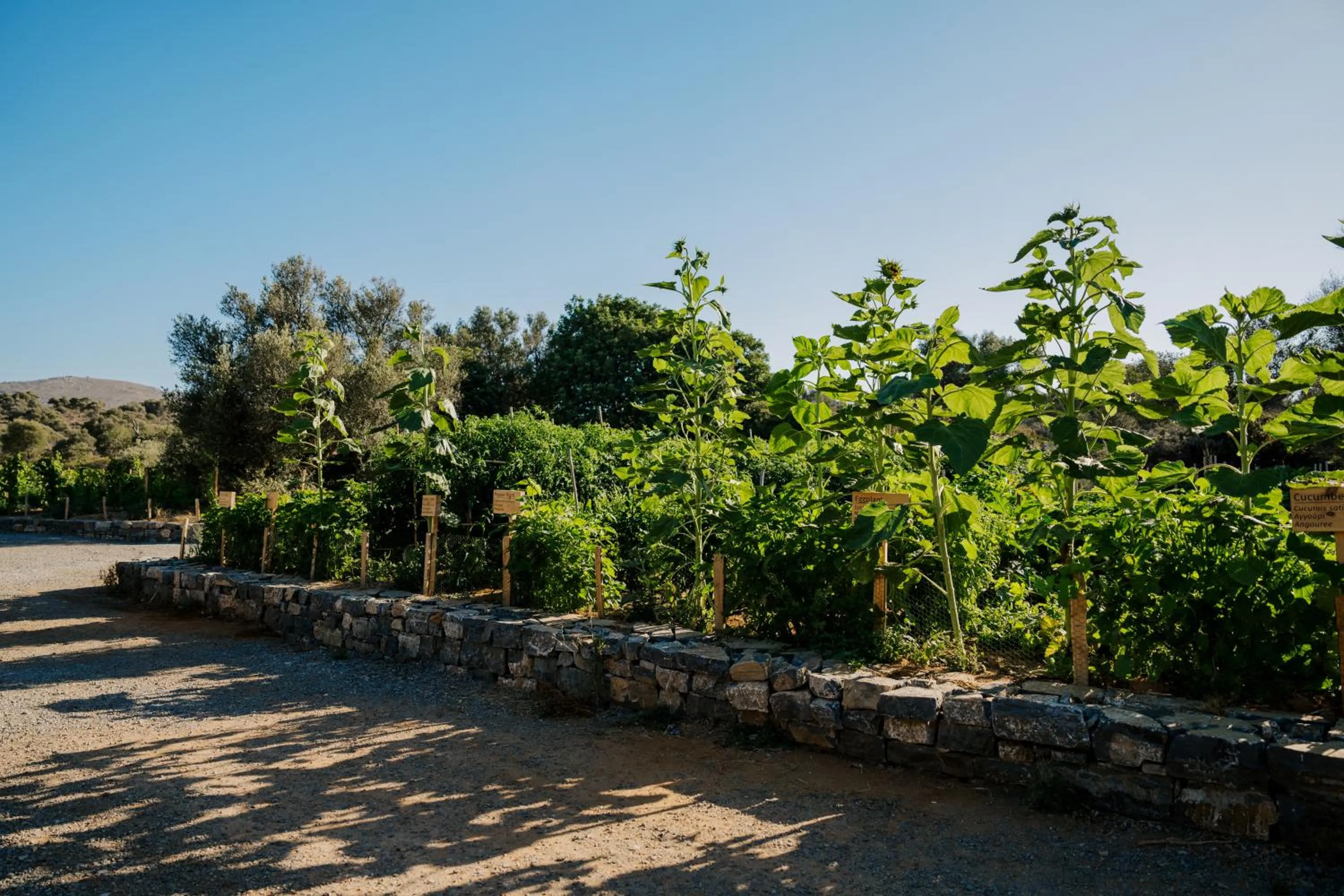 Natural landscape in Village Heights Resort